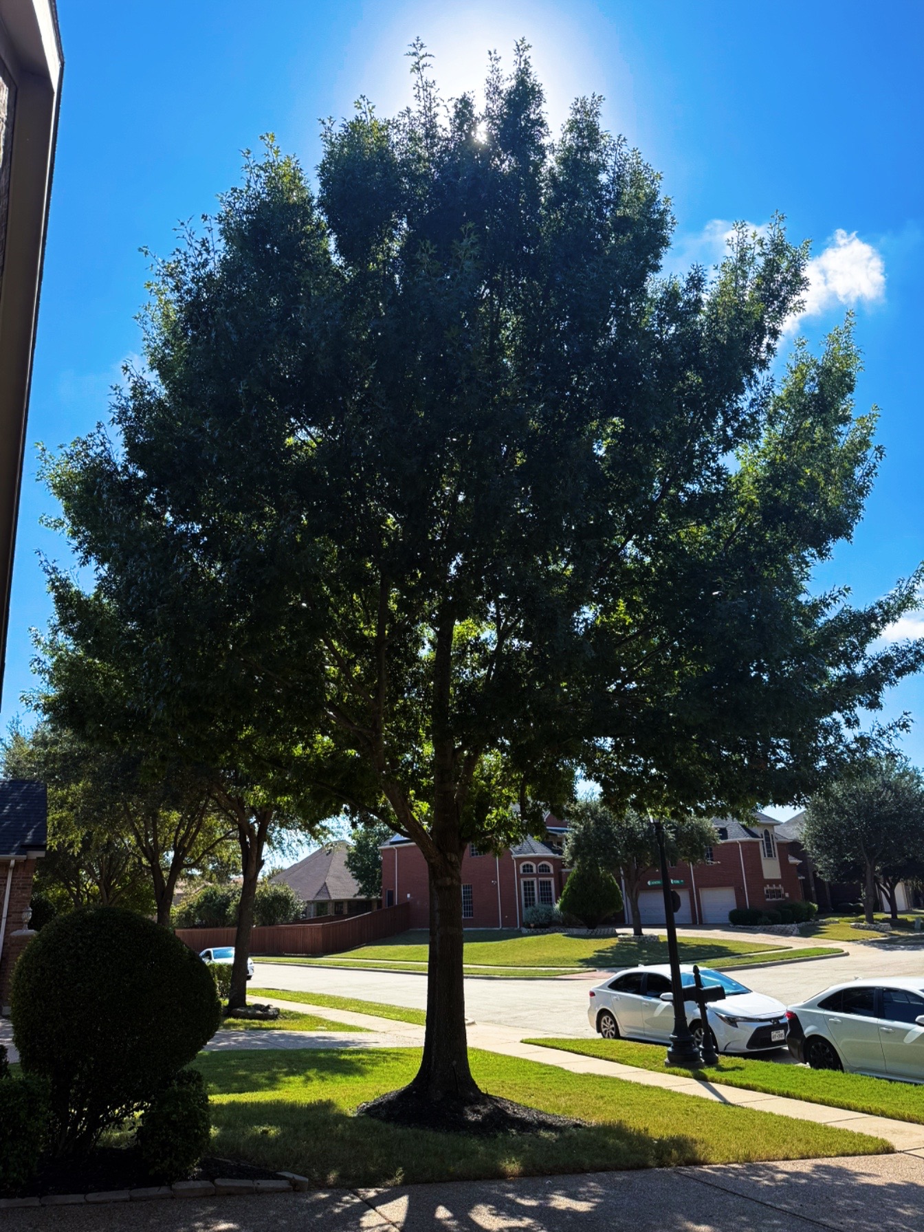 @Live Oak Tree Service