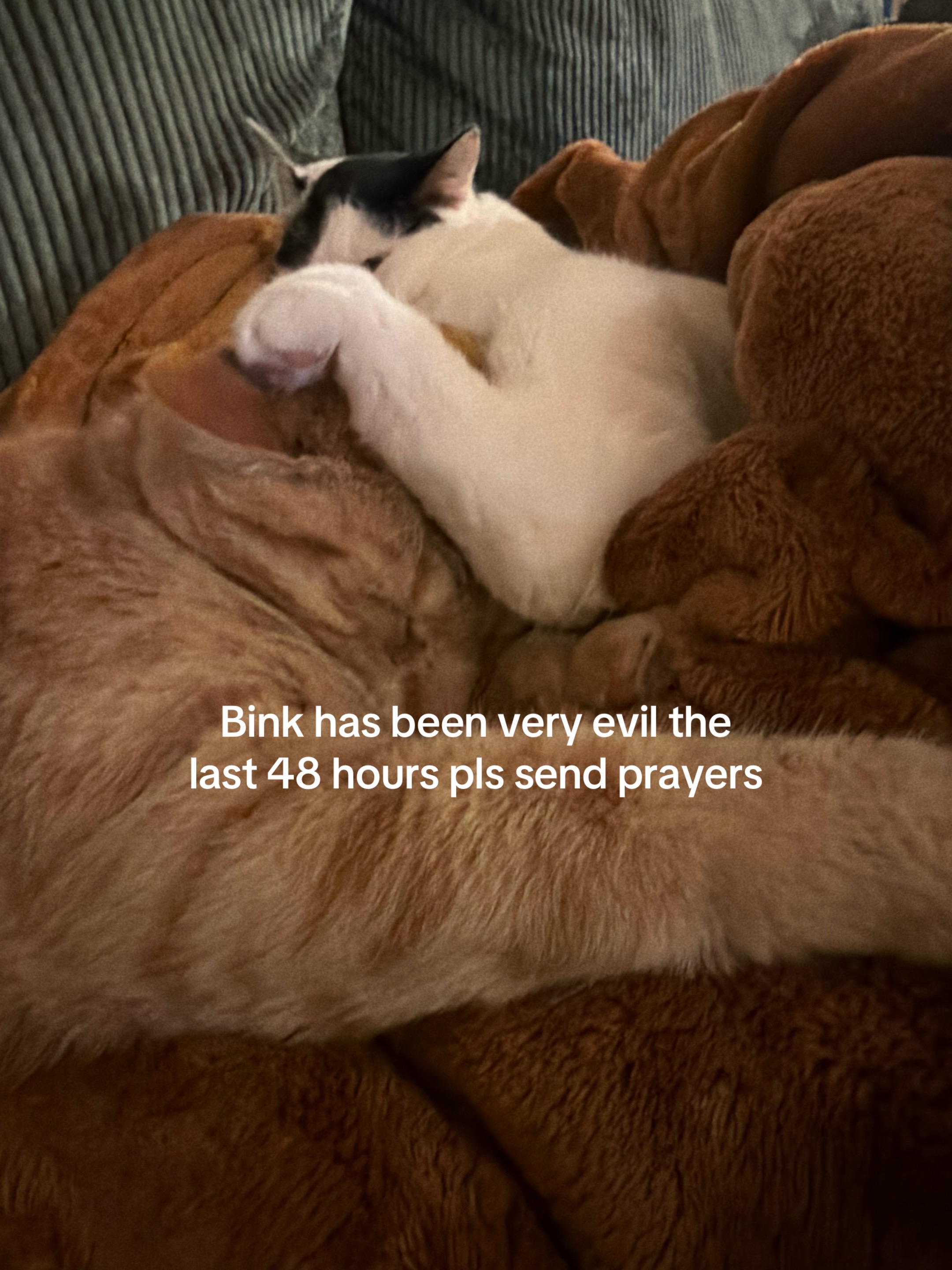@bink the big orange cat