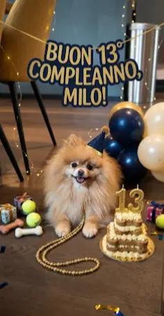 @❤️Milo❤️