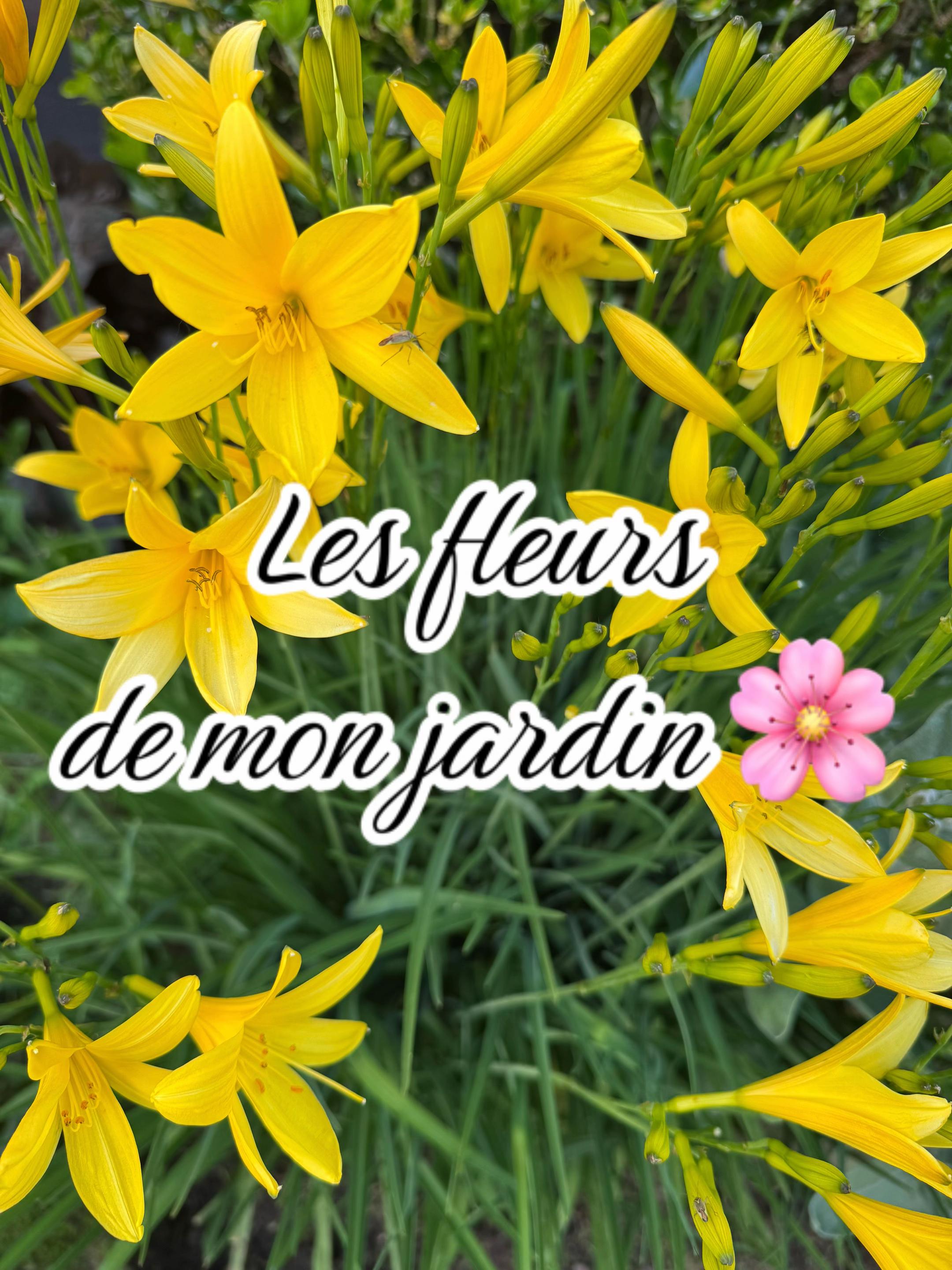 @Jardin de Rémi