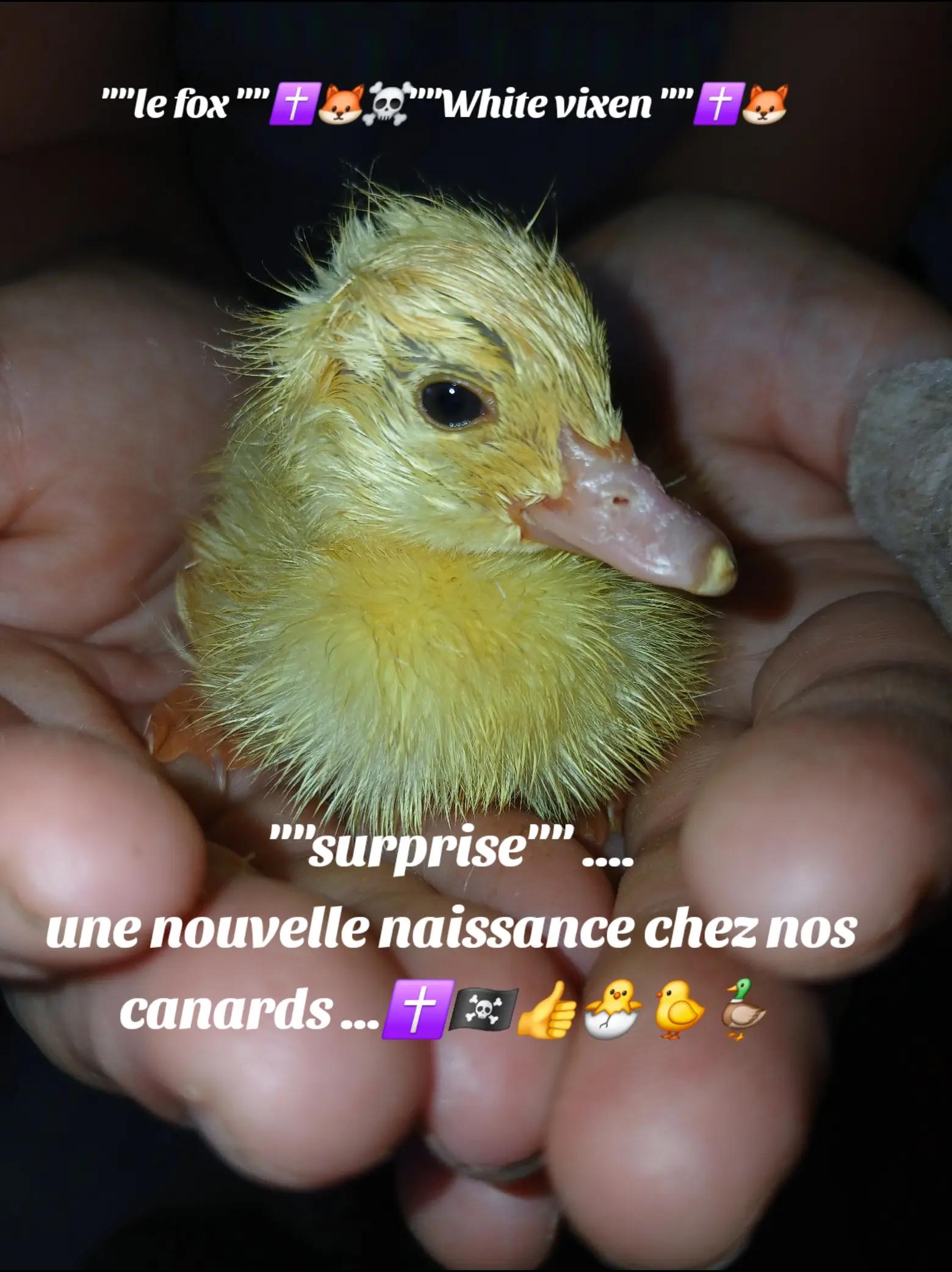 @🇫🇷Le fox✝️🦊☠️white vixen✝️