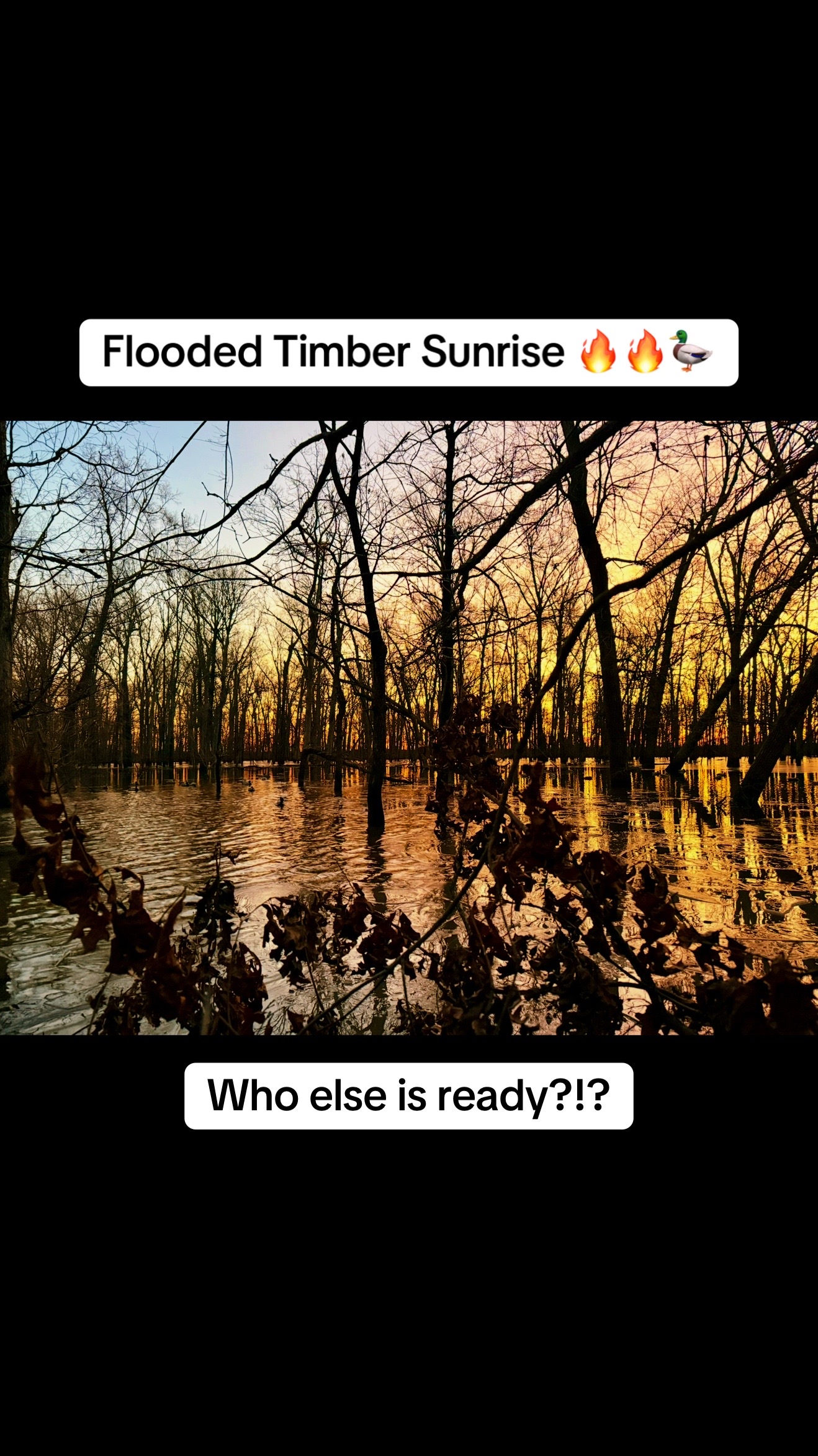@nickduckman®🦆