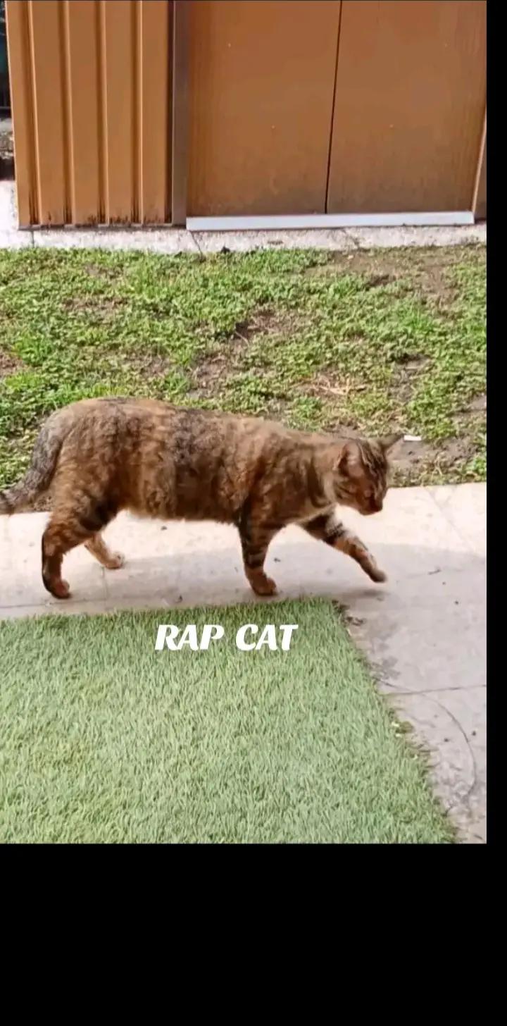 @RAP CAT