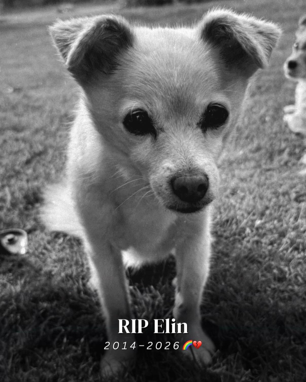 @SpecialDogs e.V.