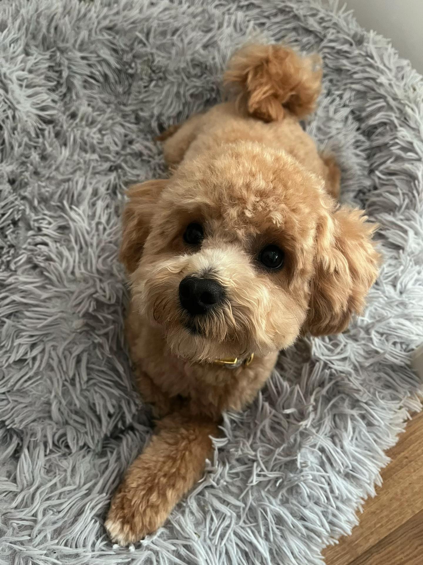 @dinothemaltipoo