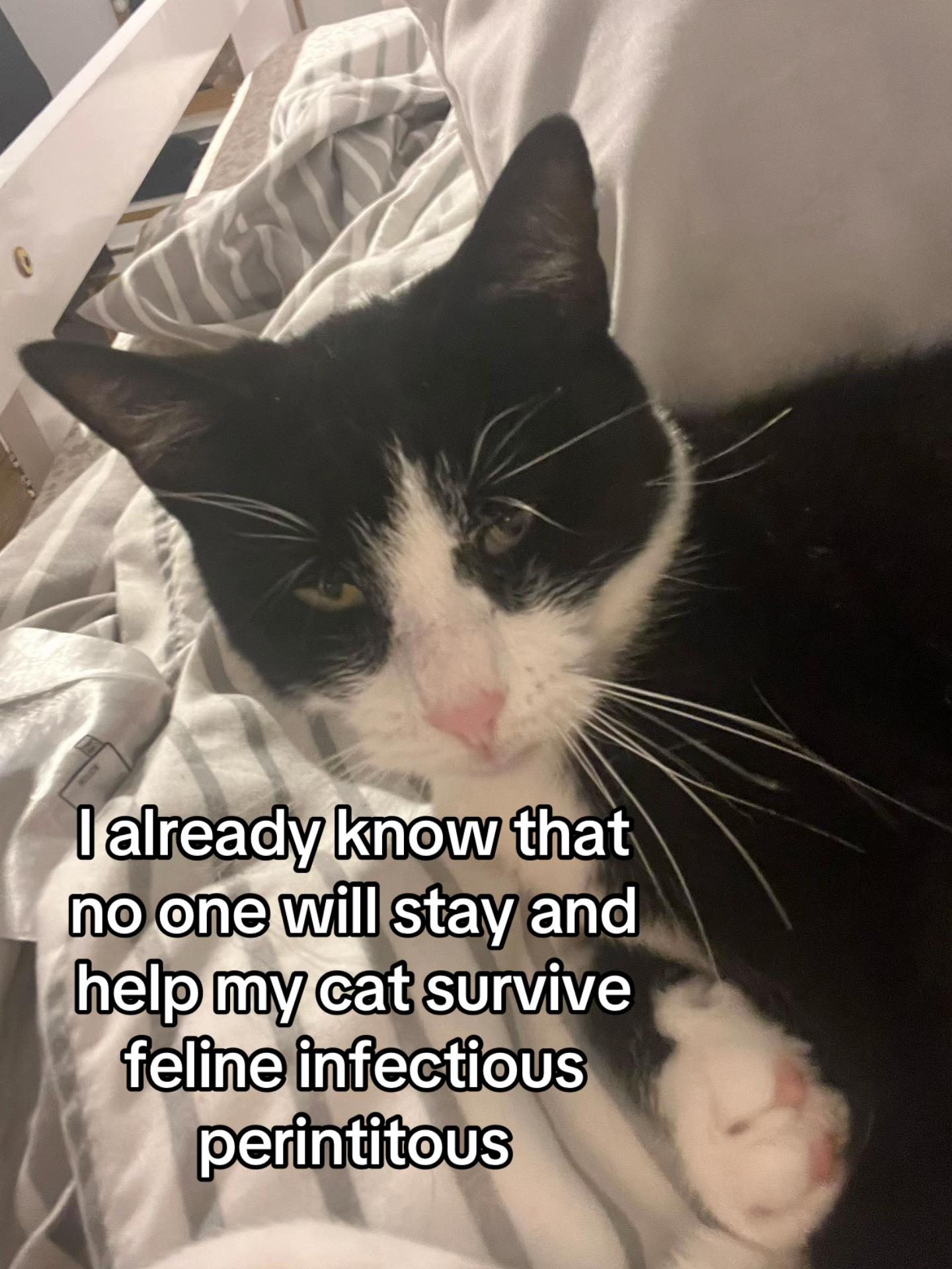 @Save Morris from FIP 🐾❤️&zwj;🩹