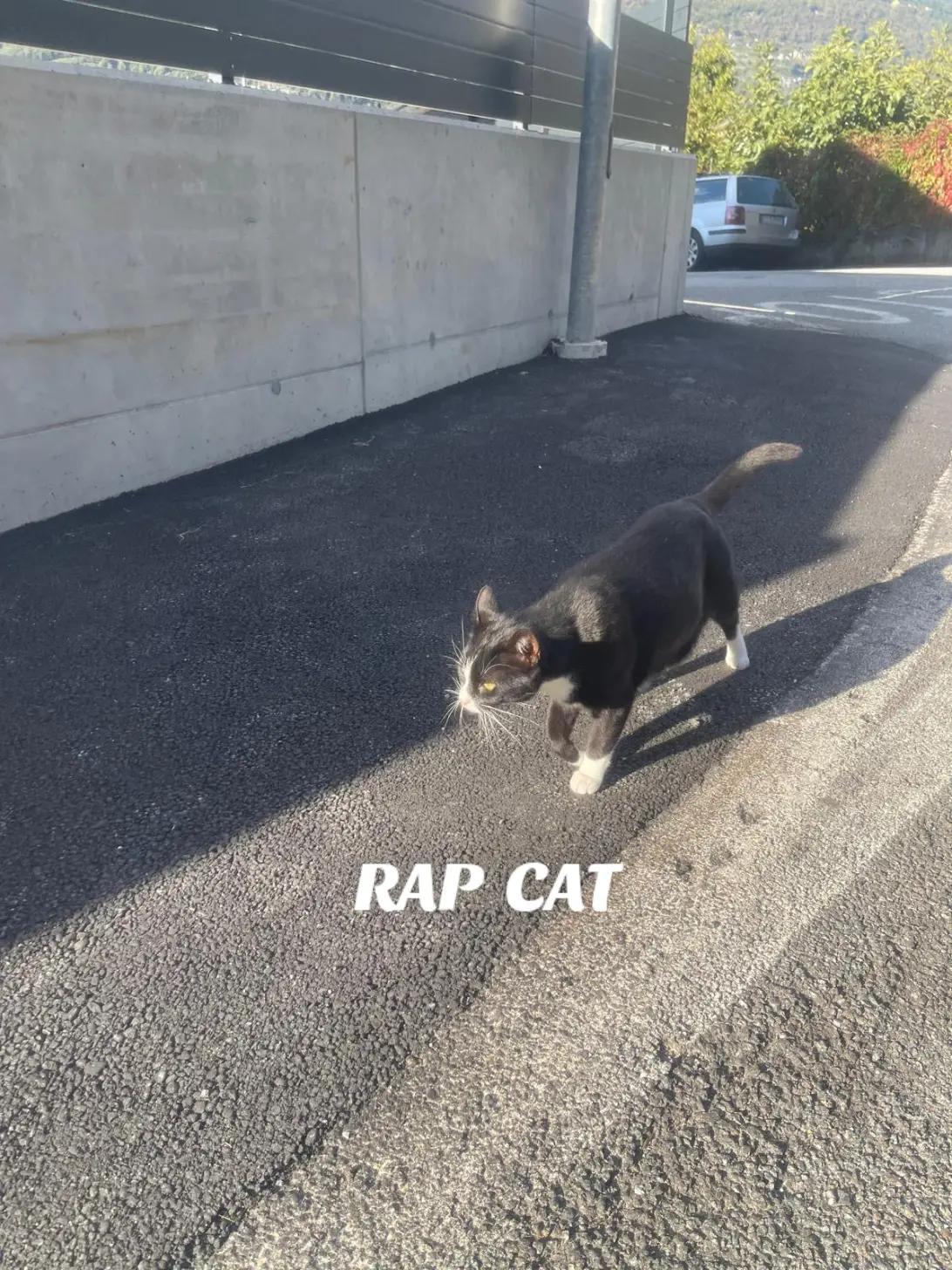 @RAP CAT
