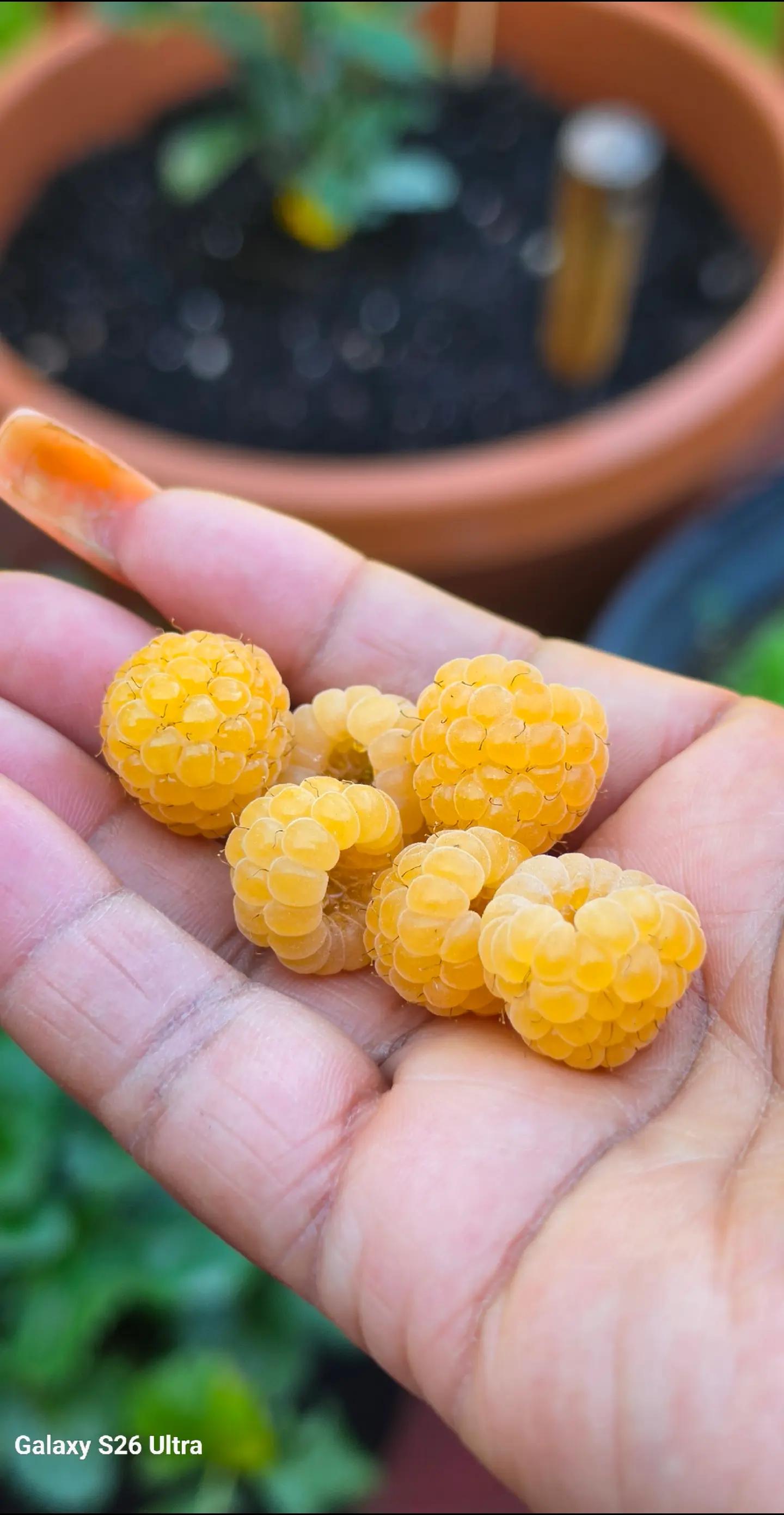 @Natt.lee