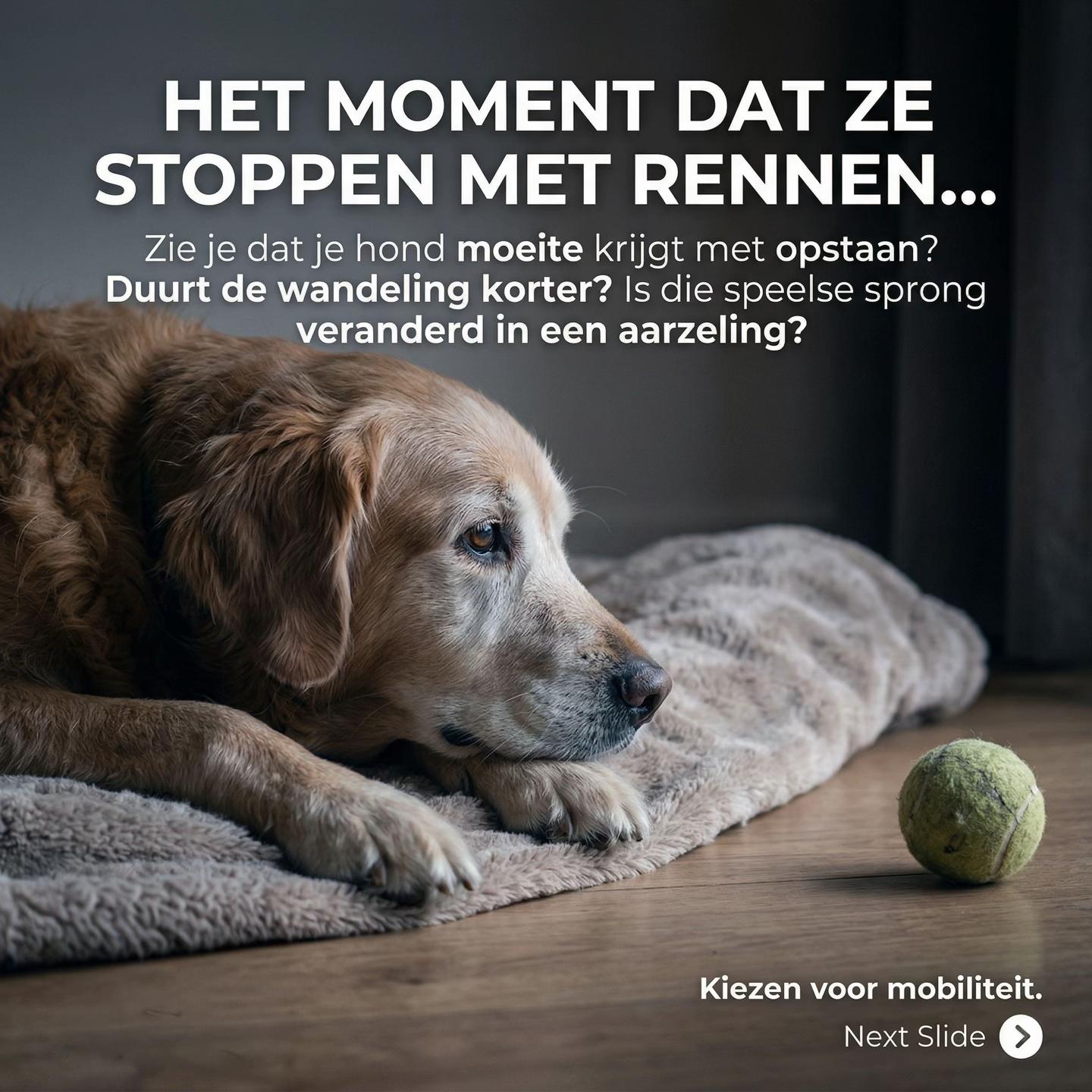 @Pure Paws