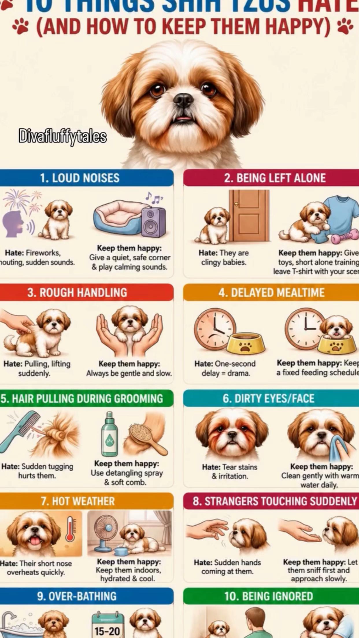 @Teacup Shih Tzu Puppies