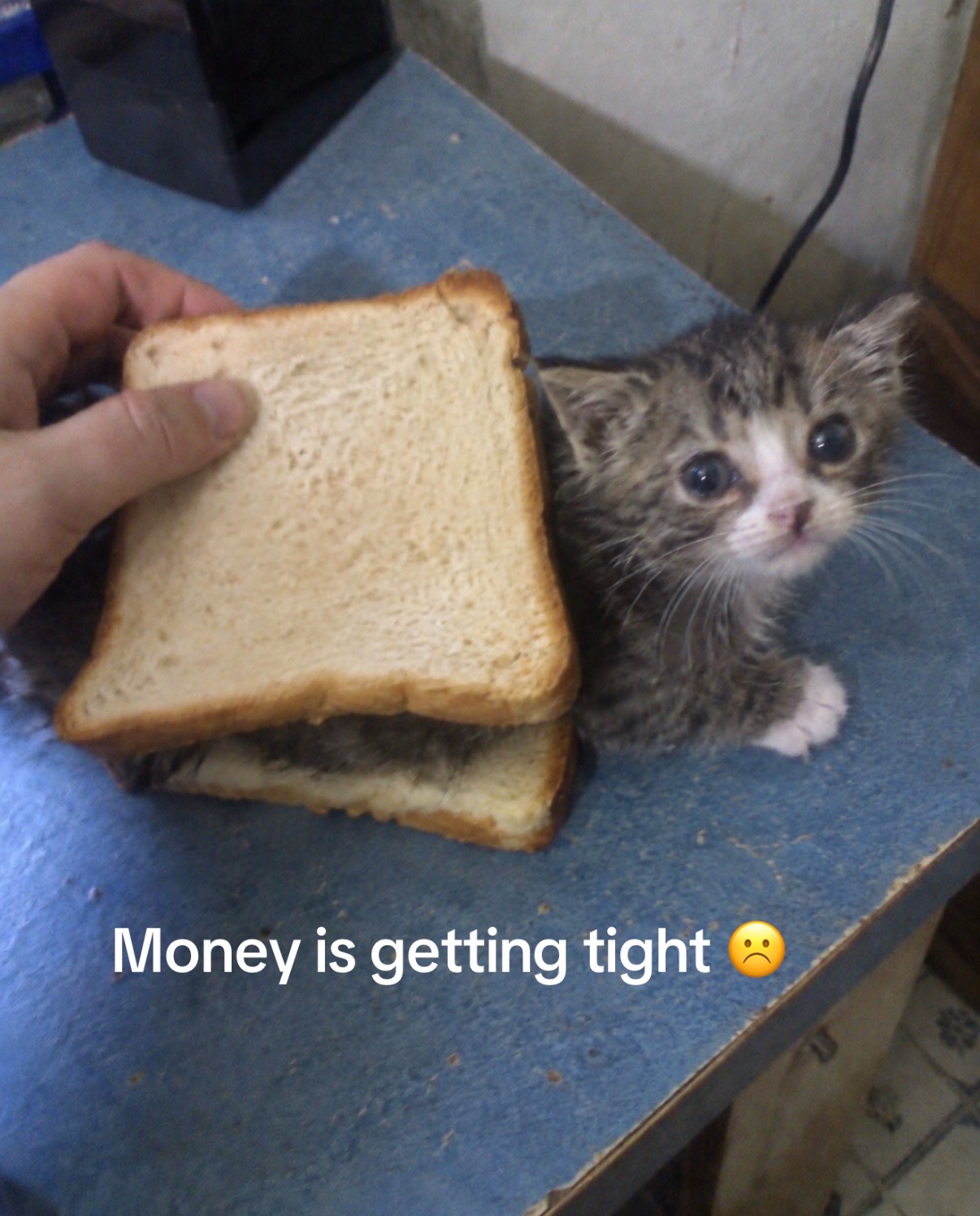 @cat memes