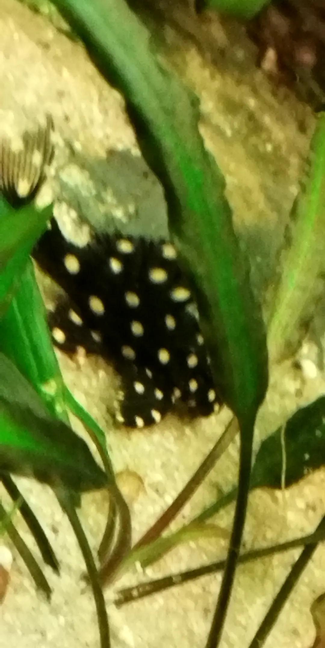 @Joker,s Aquarienwelt