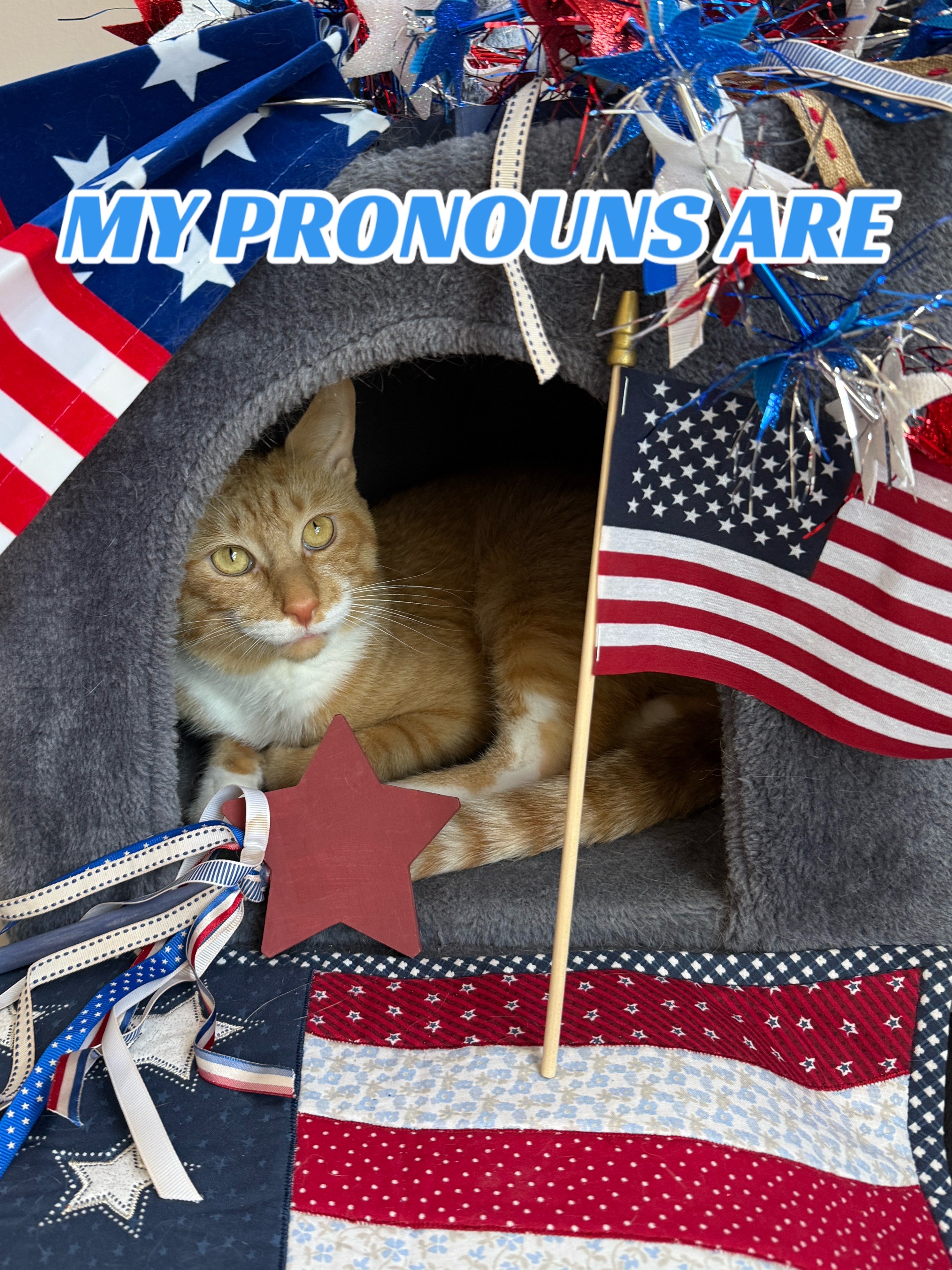 @The Fur Seasons Feline Rescue