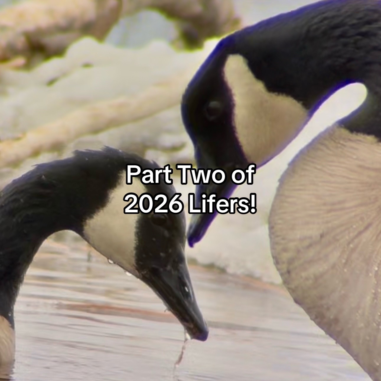 @𝐚𝐯𝐚