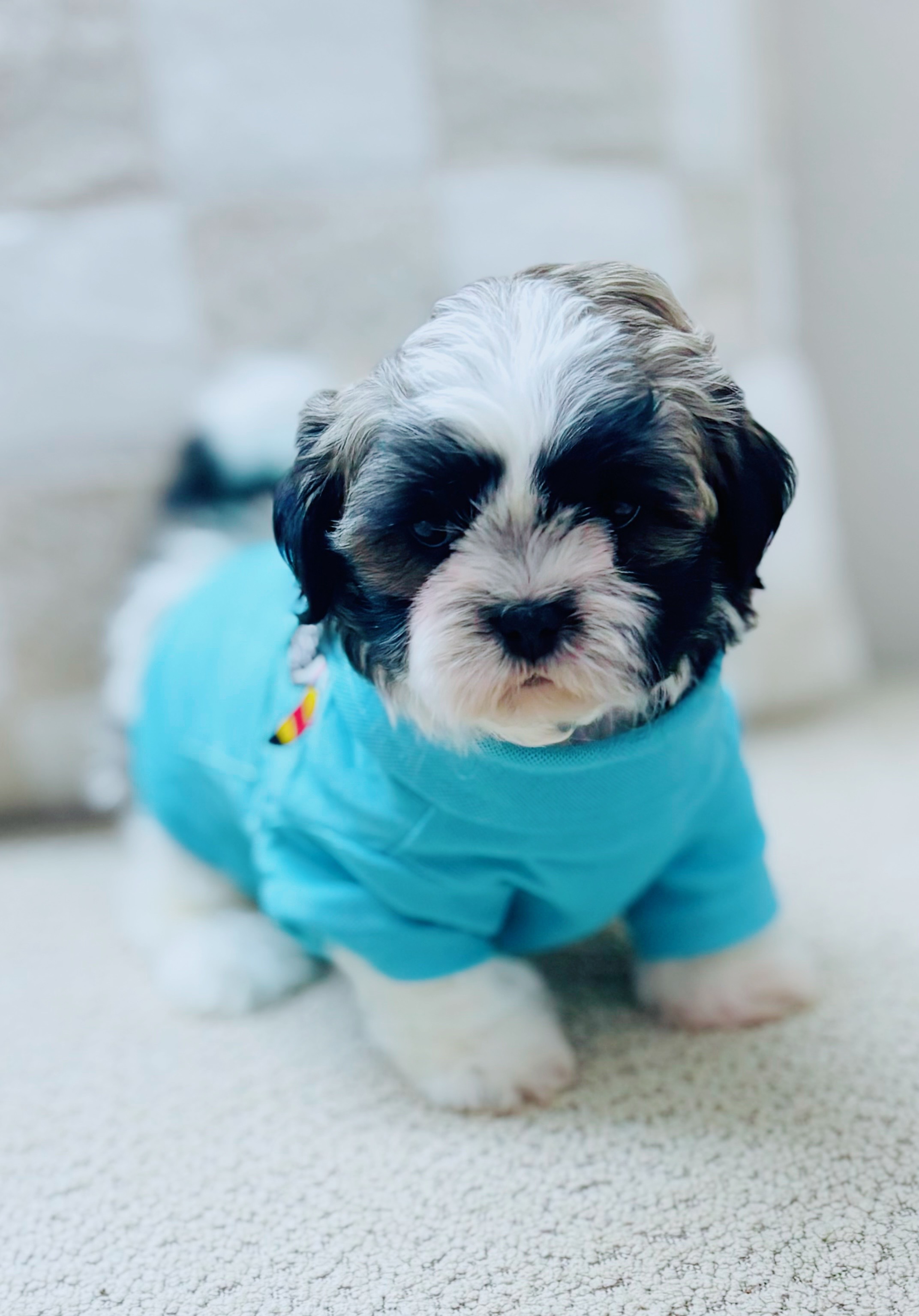 @SHIHTZU SOIR&Eacute;E