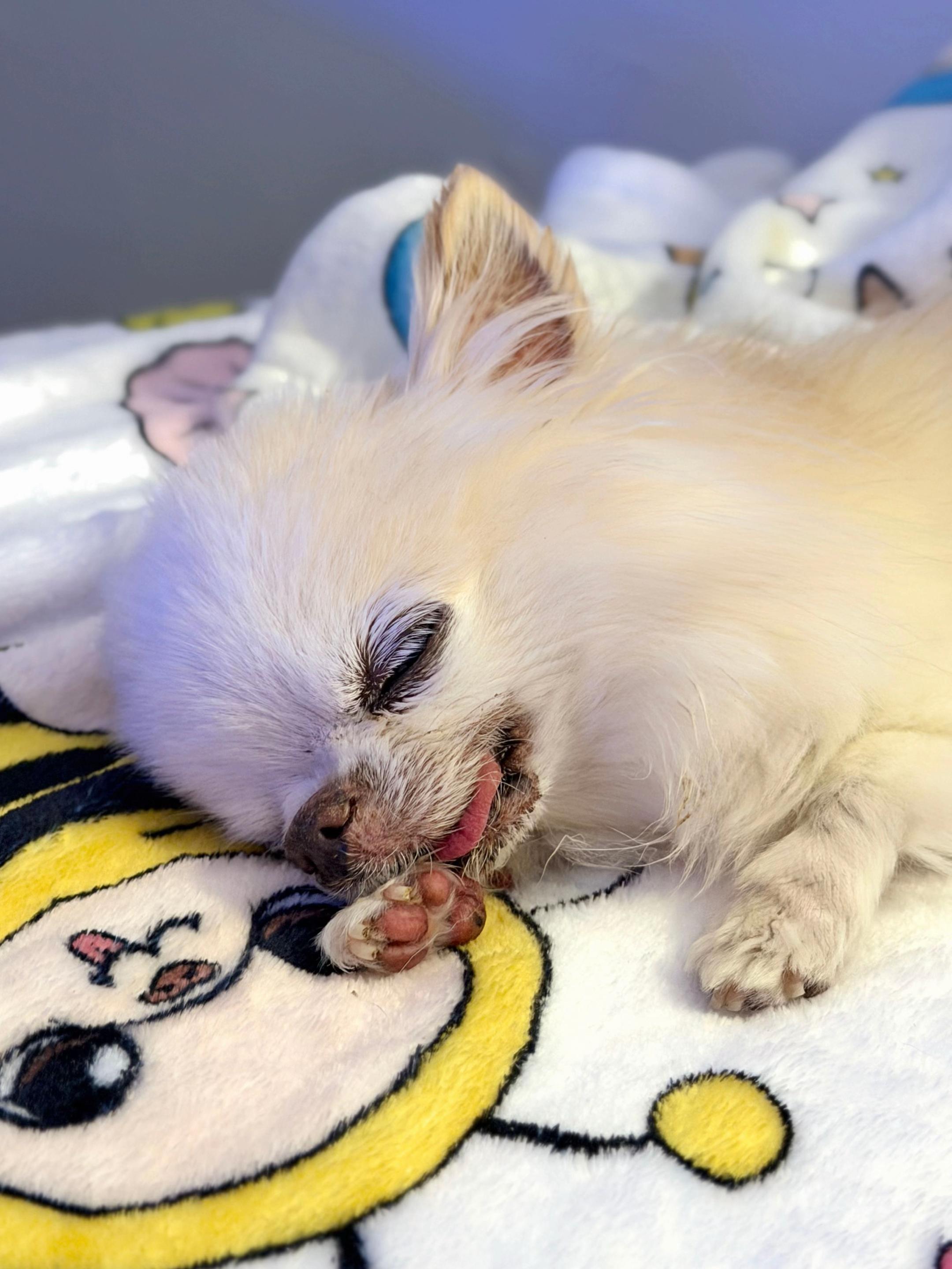 @Tiny Chihuahua Cedric & Maya
