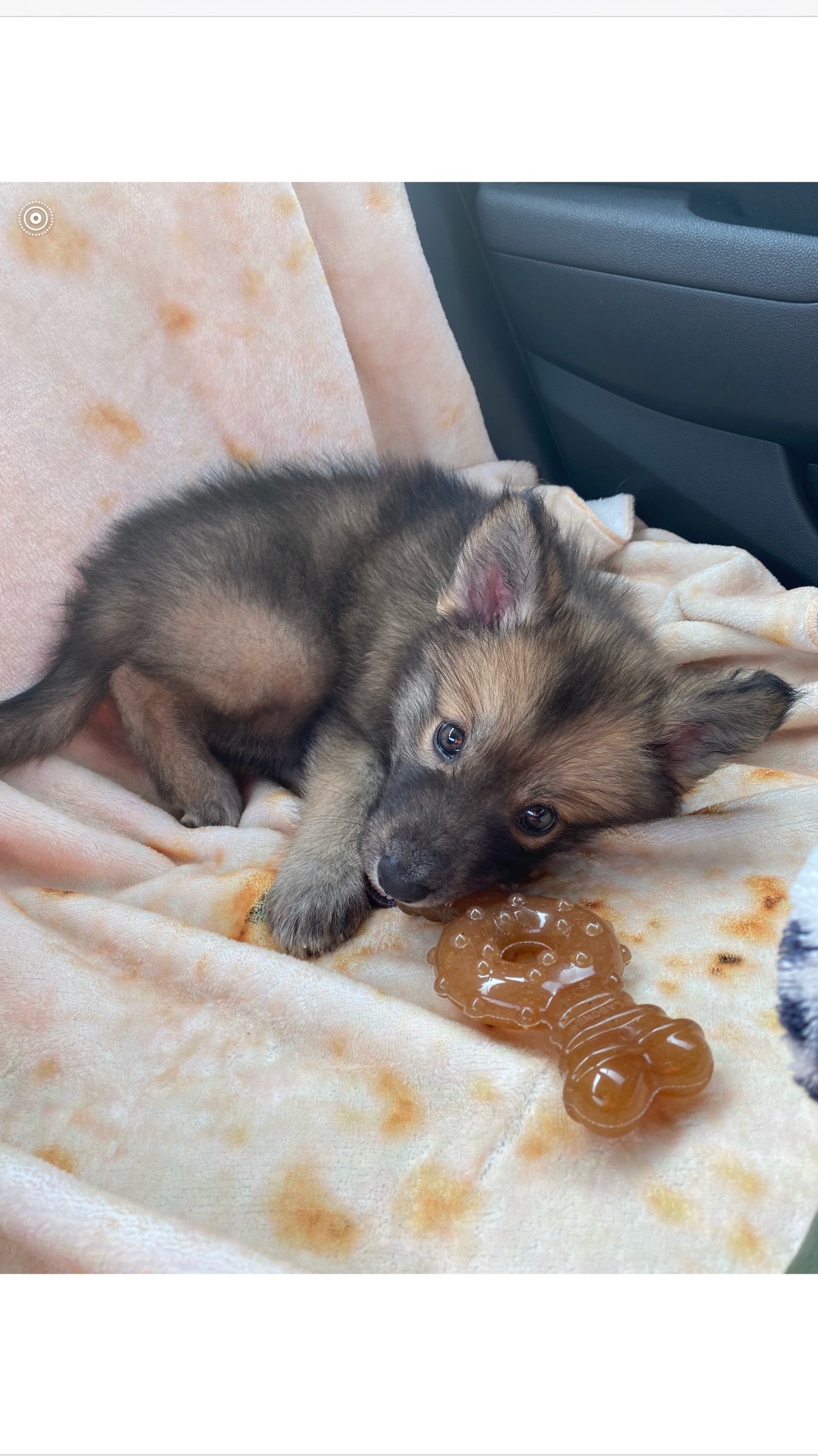 @a_girl_and_her_wolf