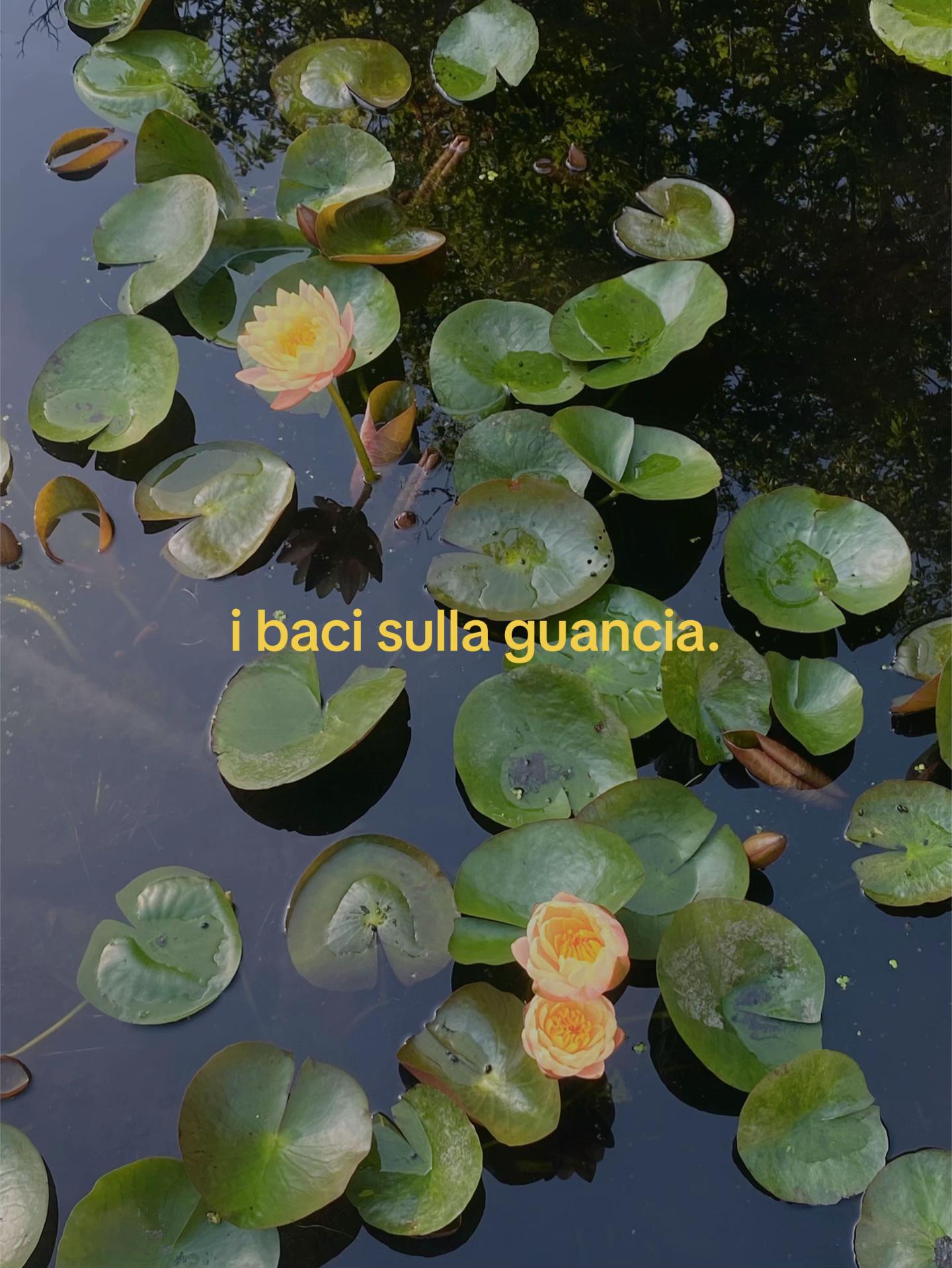 @🪽