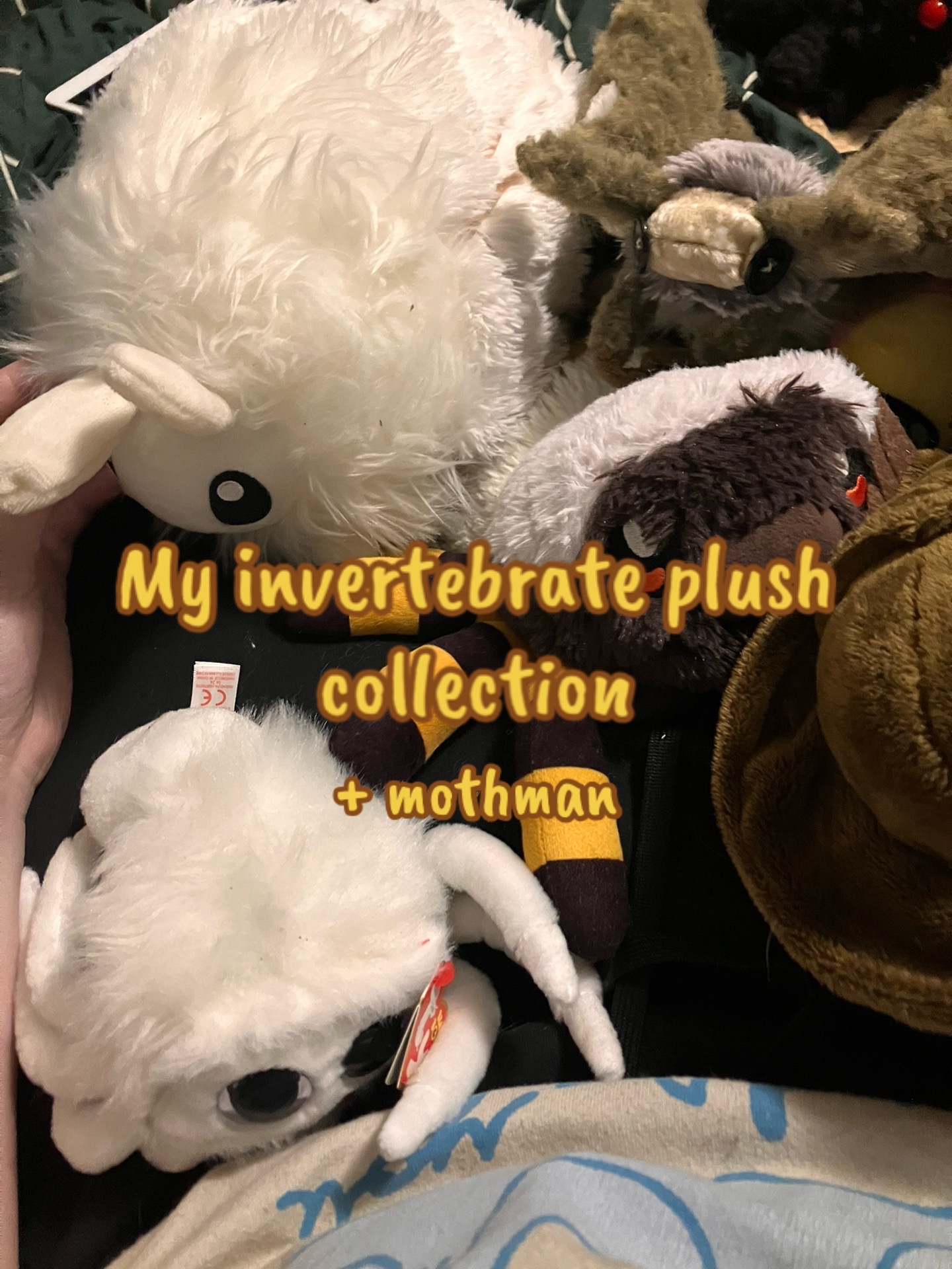 @⭐️Moth and his plushies💿