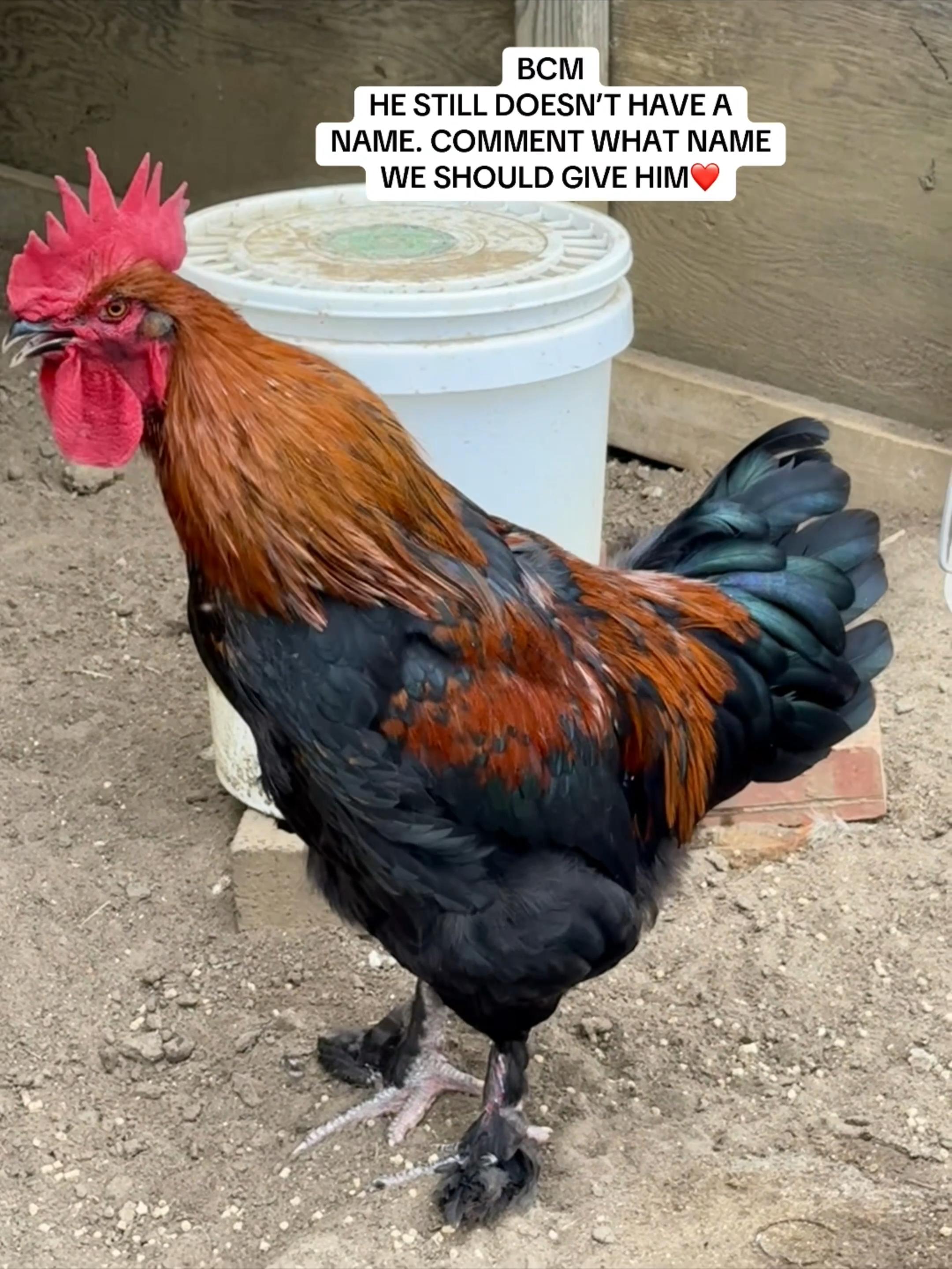 @peachyhomestead