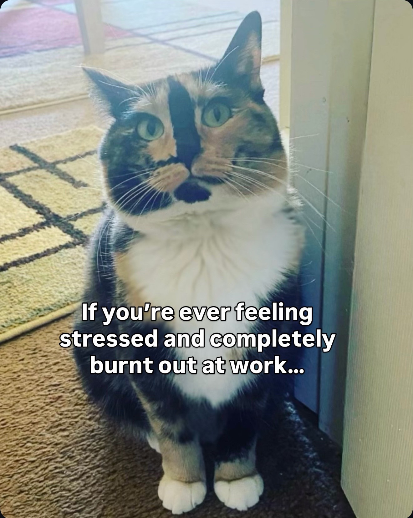 @SnickersTheSmilingCat