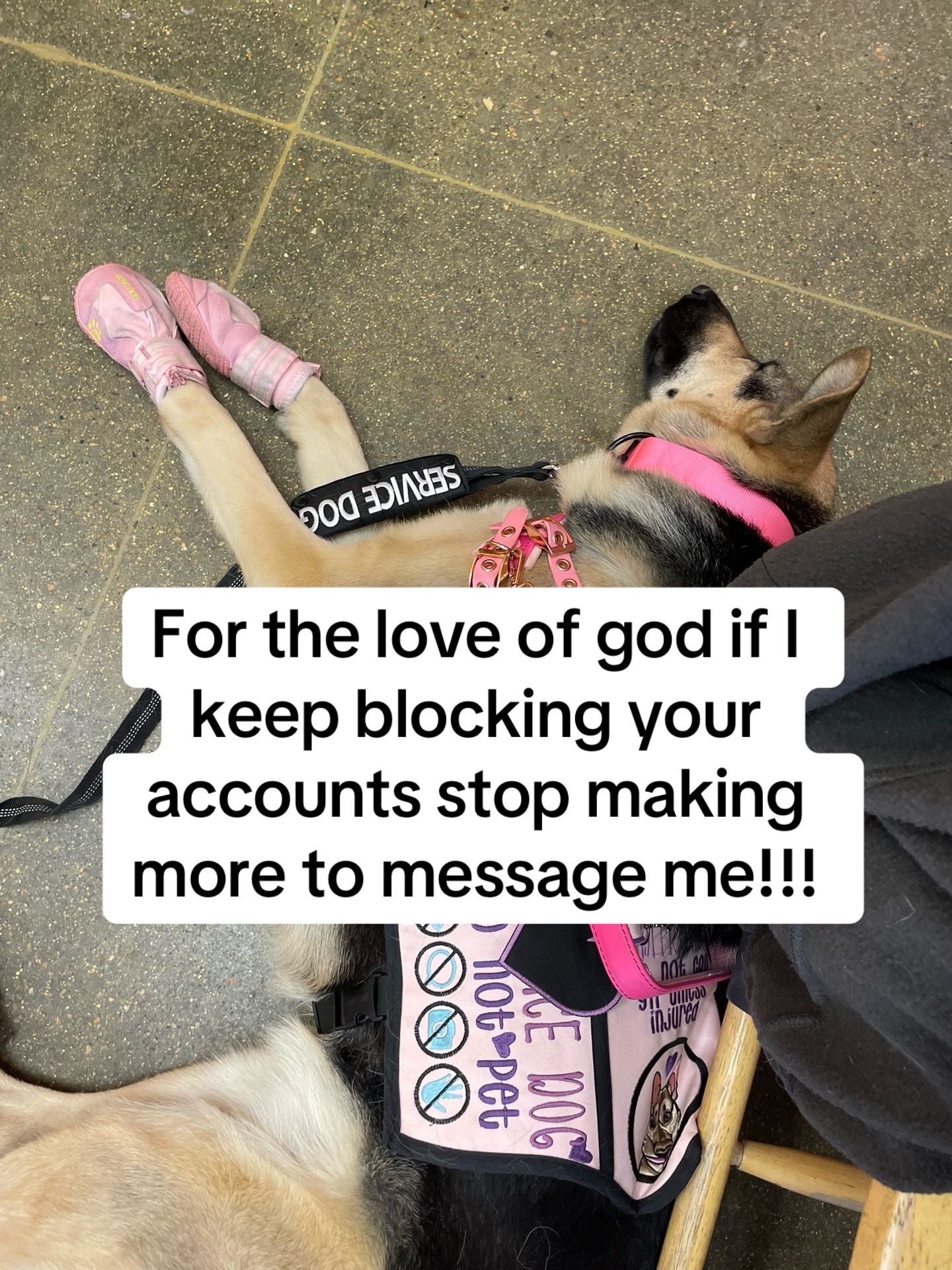 @duchesstheworkingdog