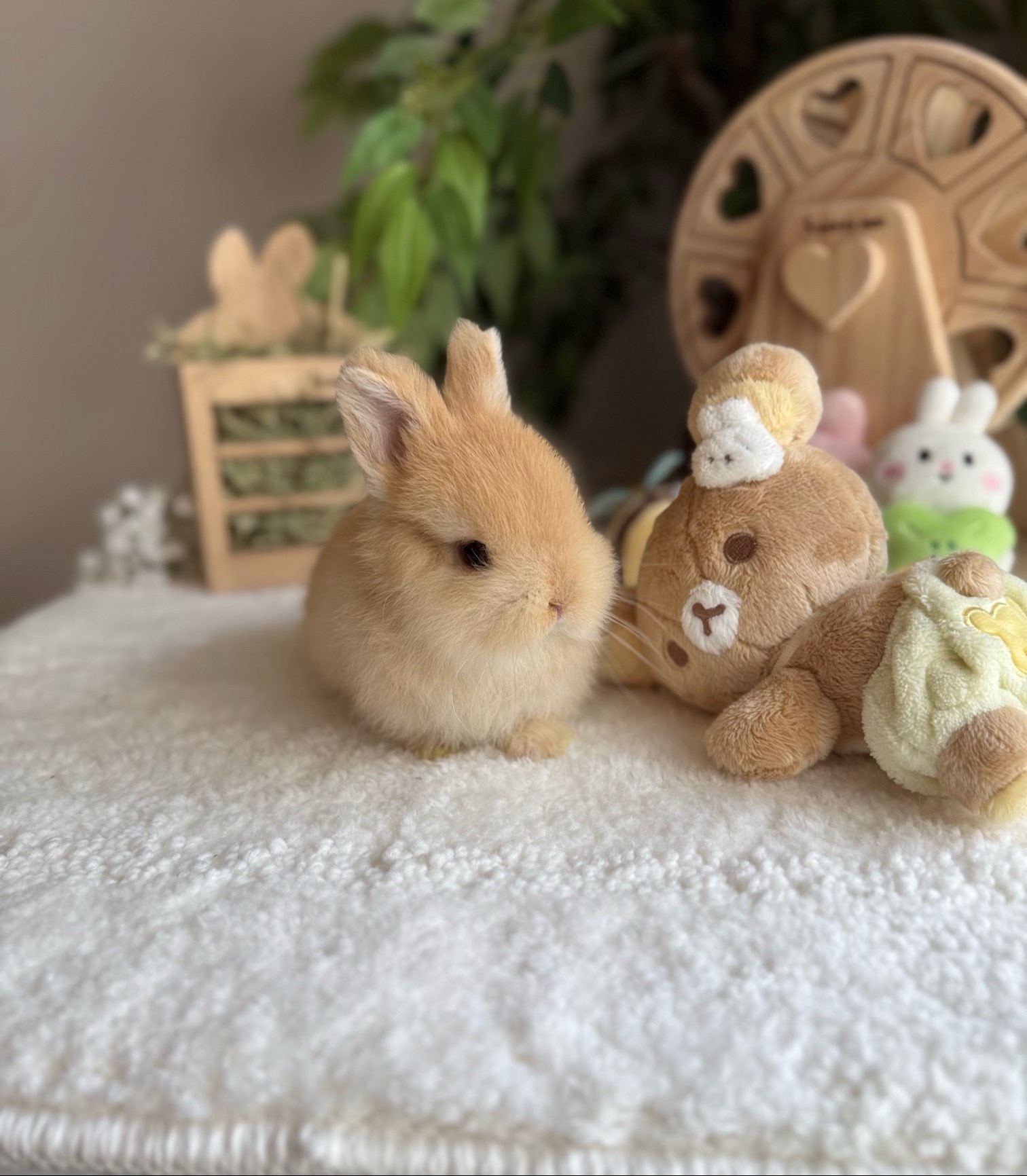 @Fluffy Bunny Orlando