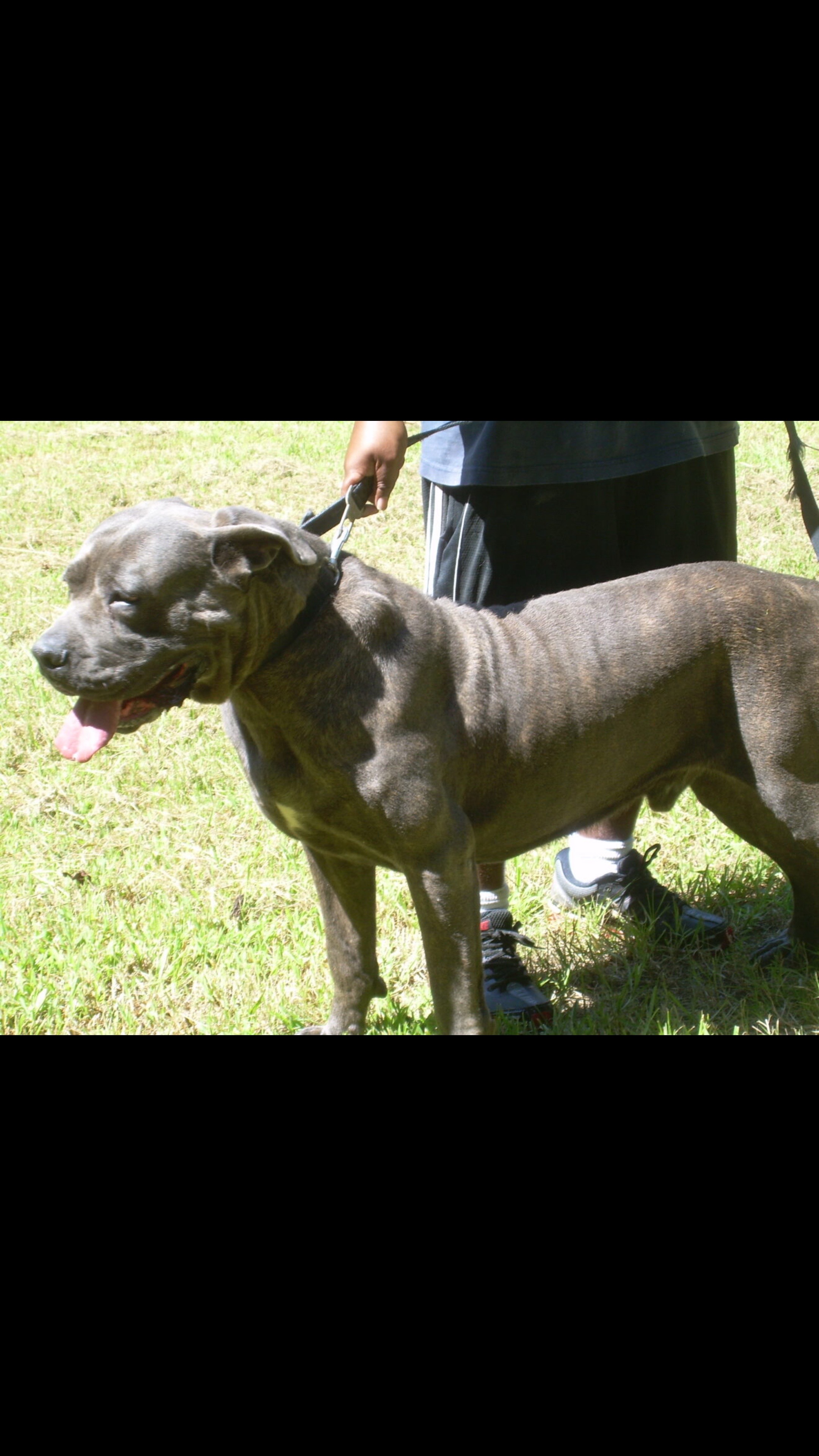 @OGMasterOfAllBulldogs