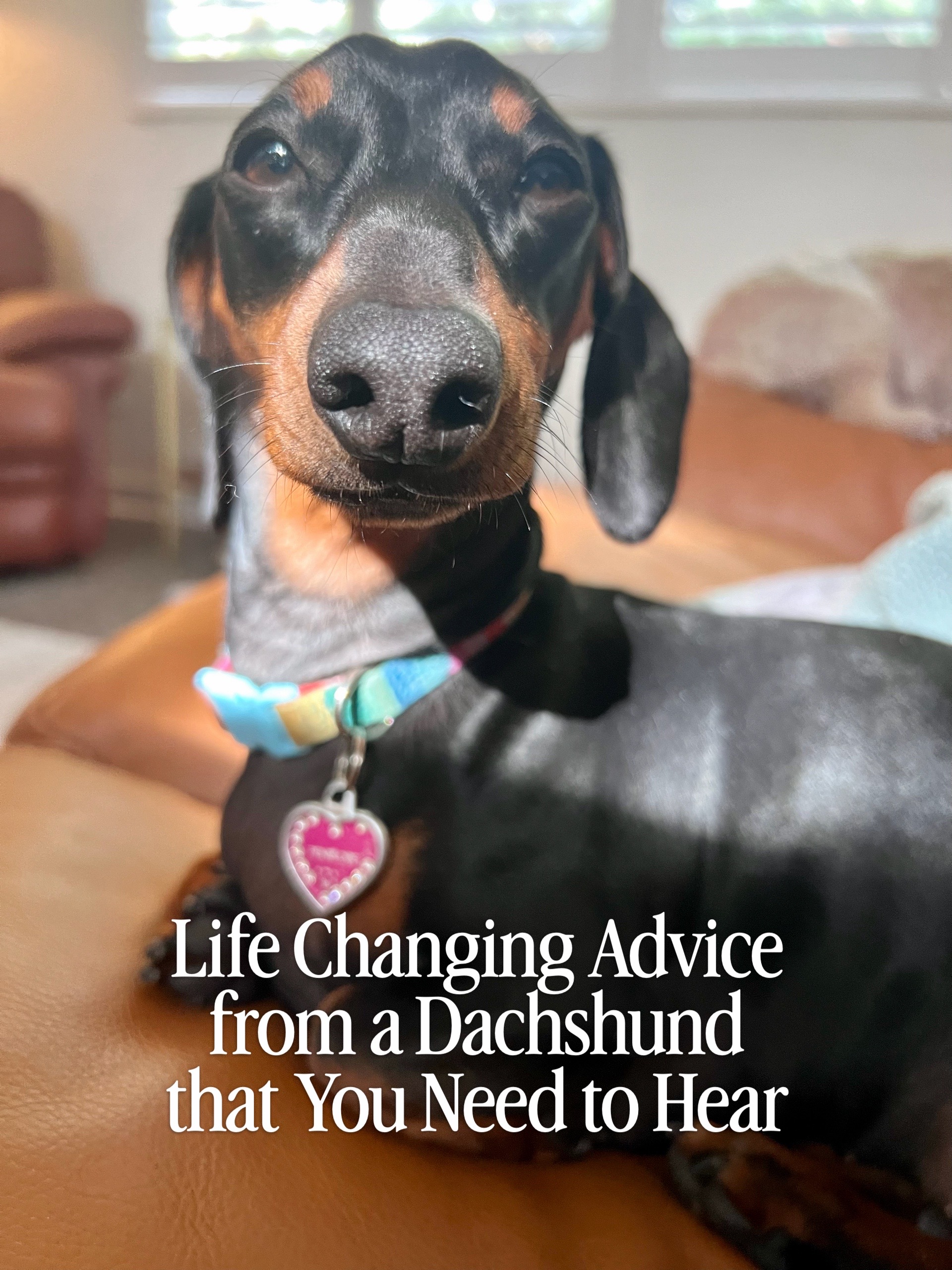@Penny the Dachshund