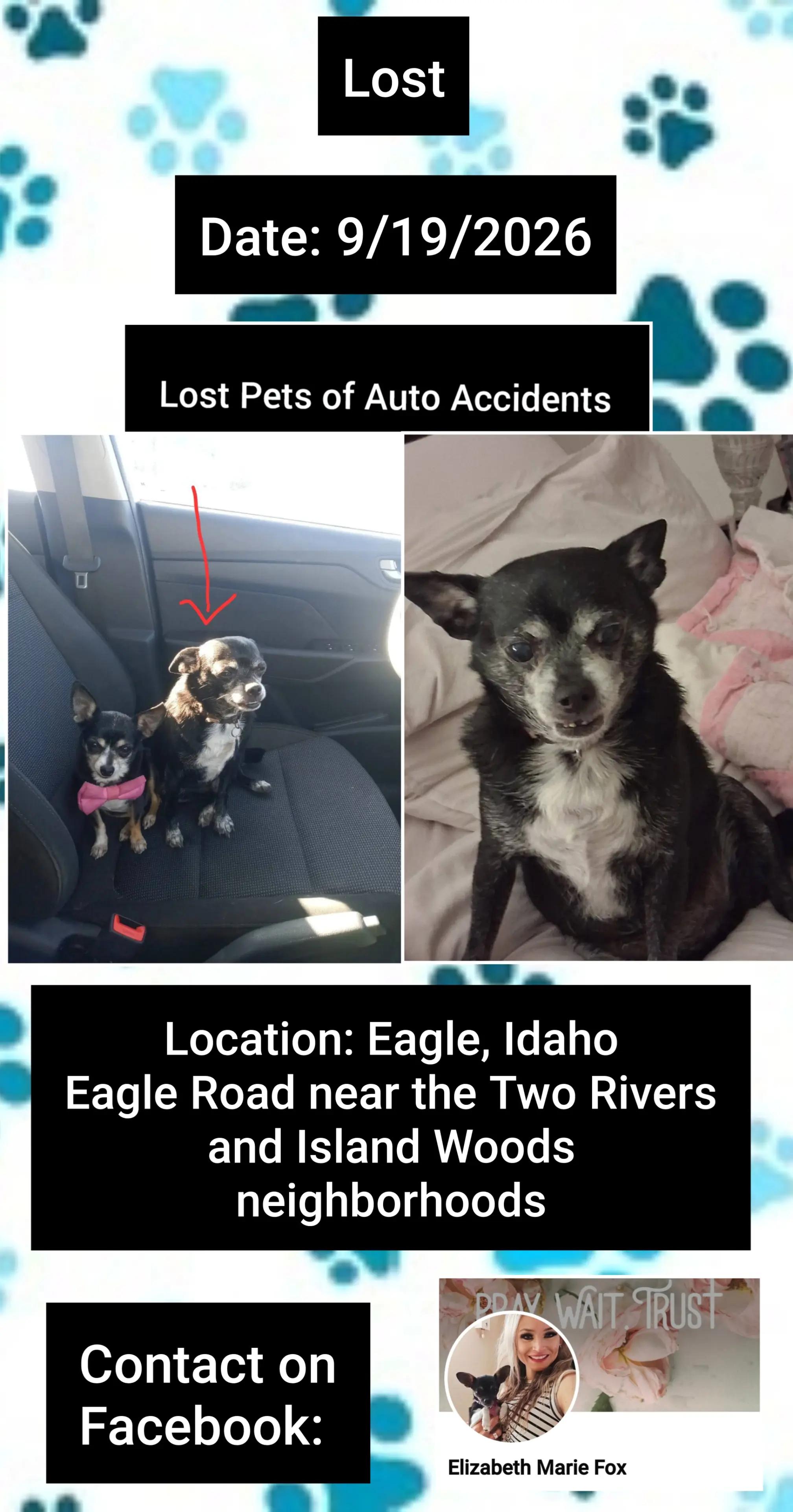 @Lost Pets of Auto Accidents