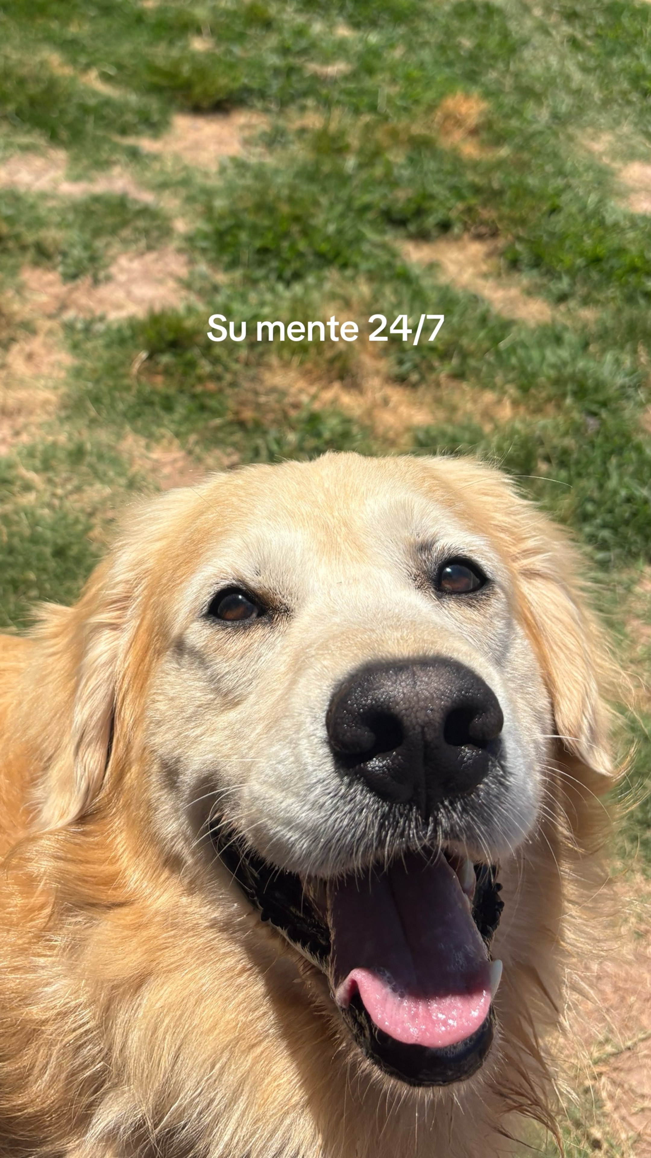 @Thebestgoldenlife