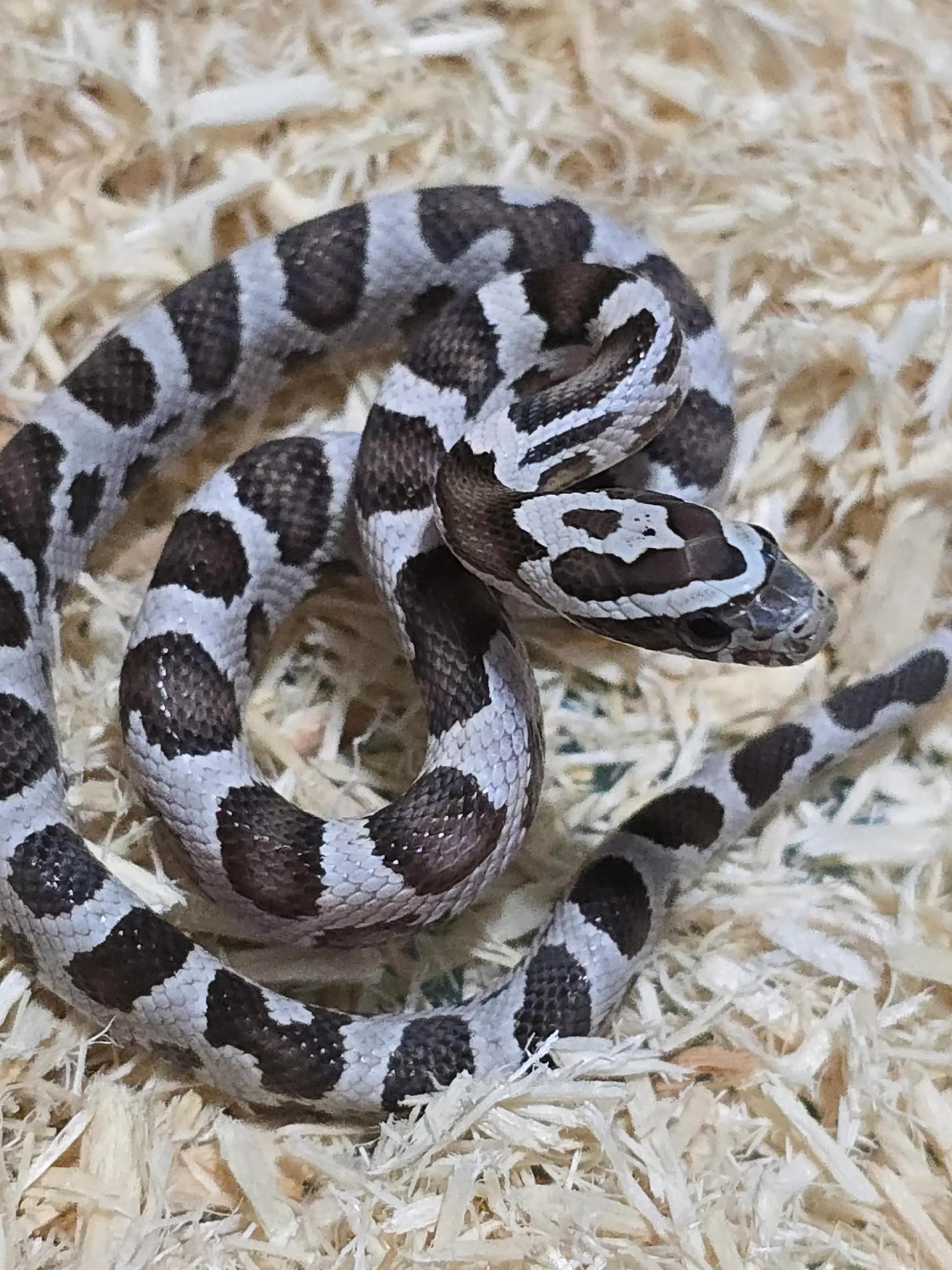 @TheReptileCompanyofWisconsin