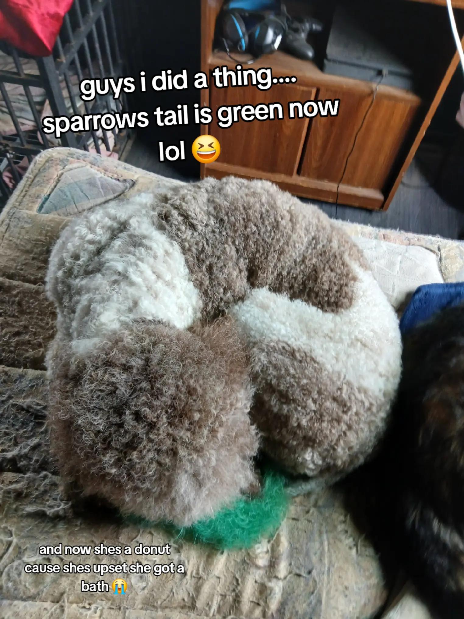 @crazy_dog_person