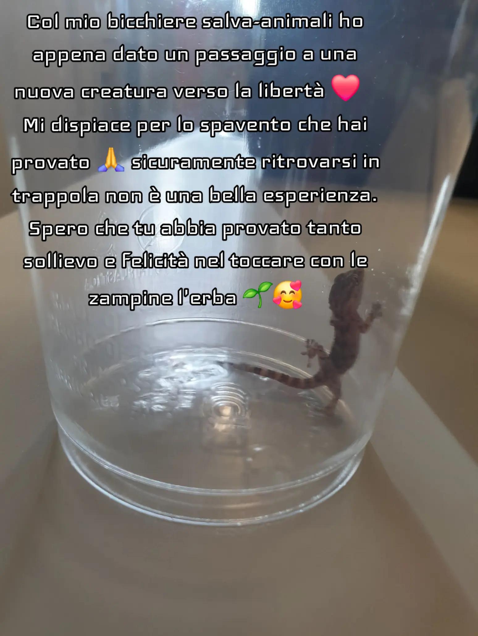 @felicia
