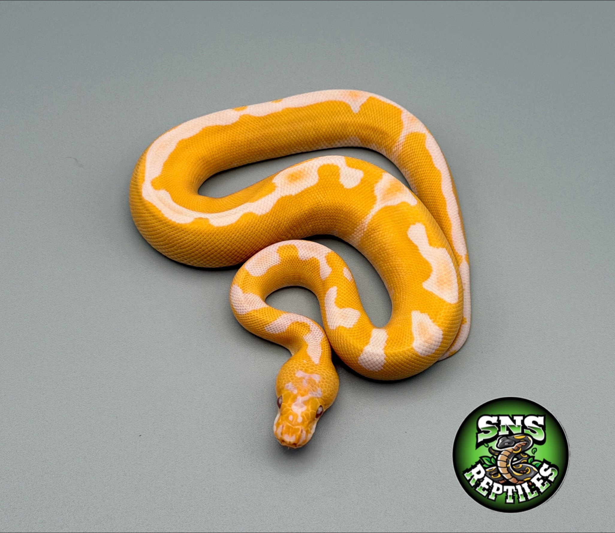 @SNS Reptiles