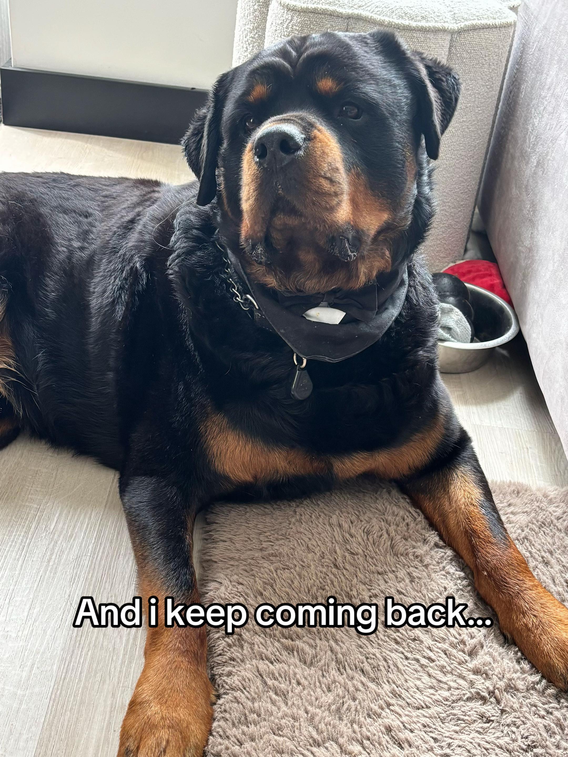 @Dyce de rottweiler