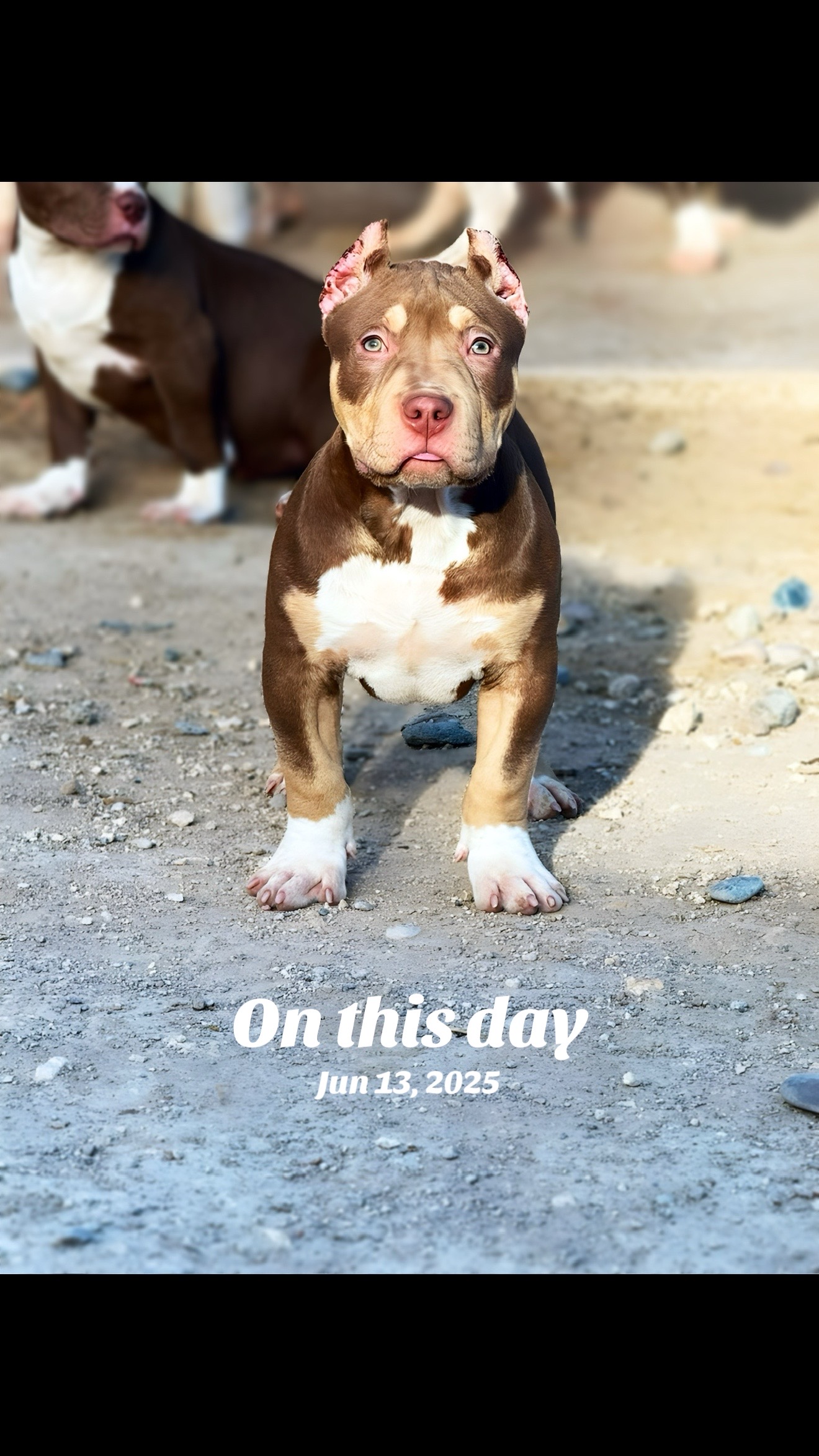 @Honorbound_Bullys