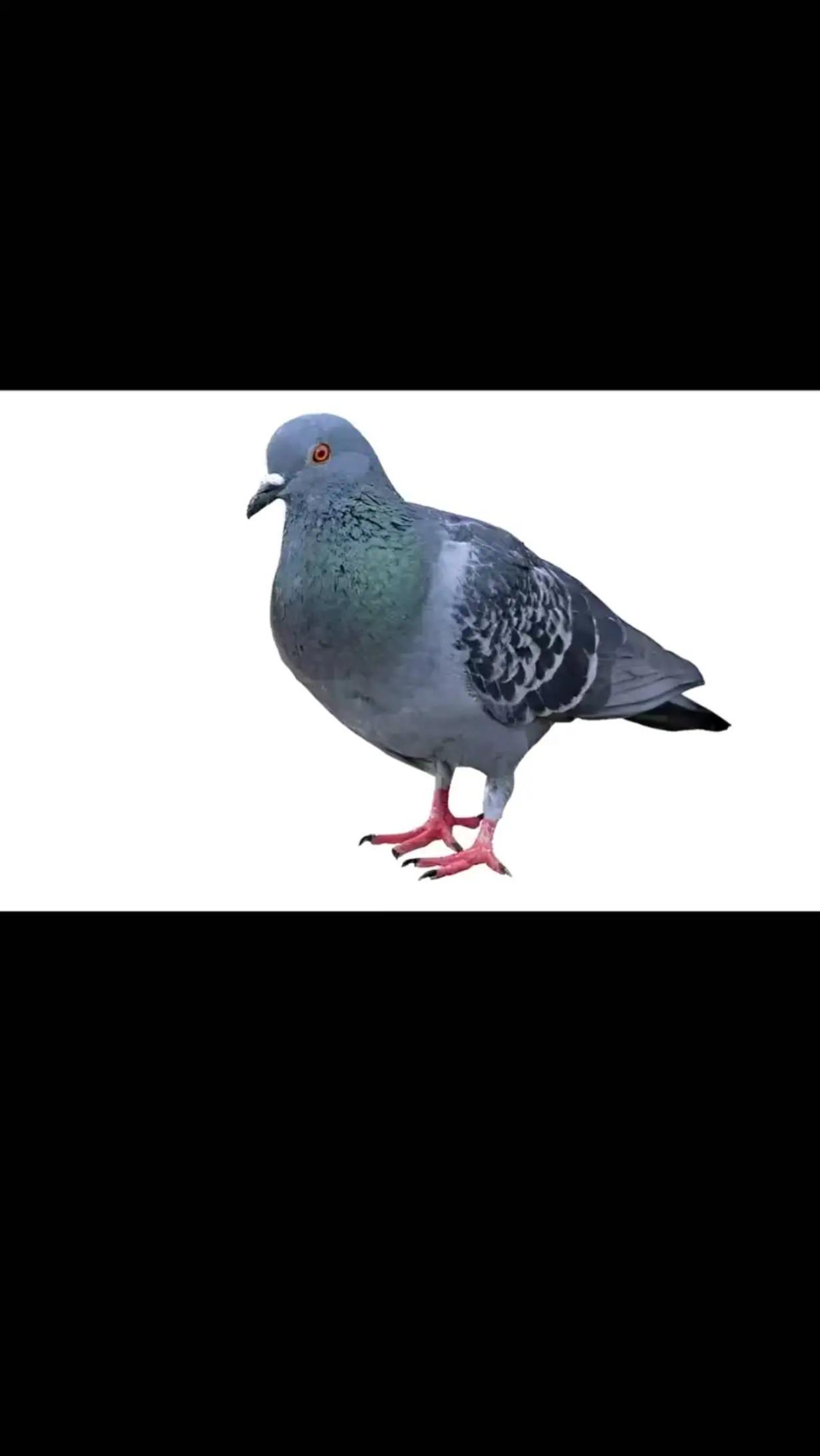 @Pigeon