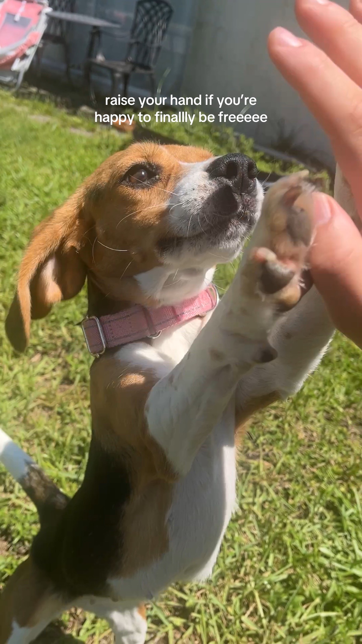 @Rare the Rescue 🐶🐾💕