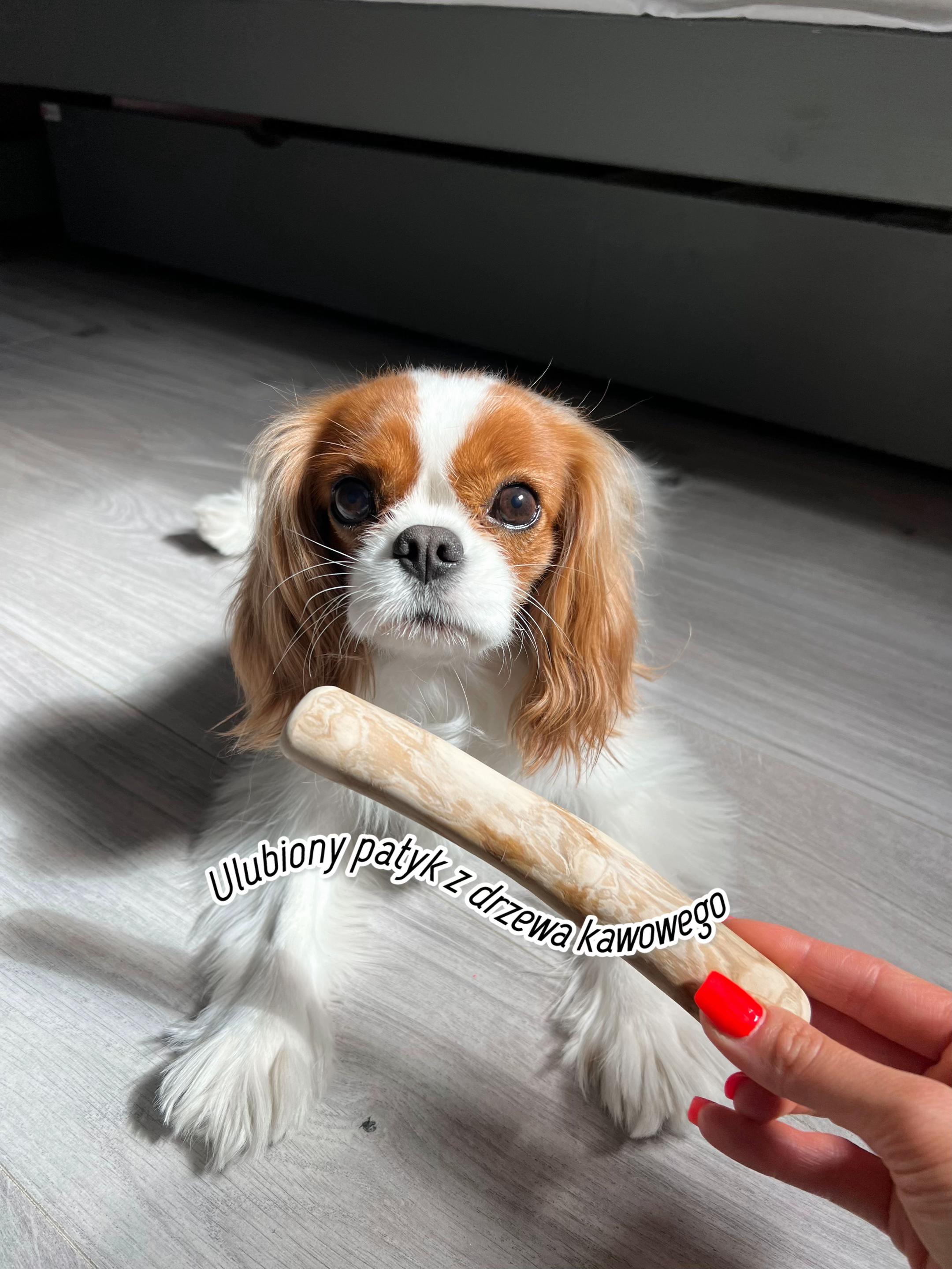 @Lilly Cavalier 🐶