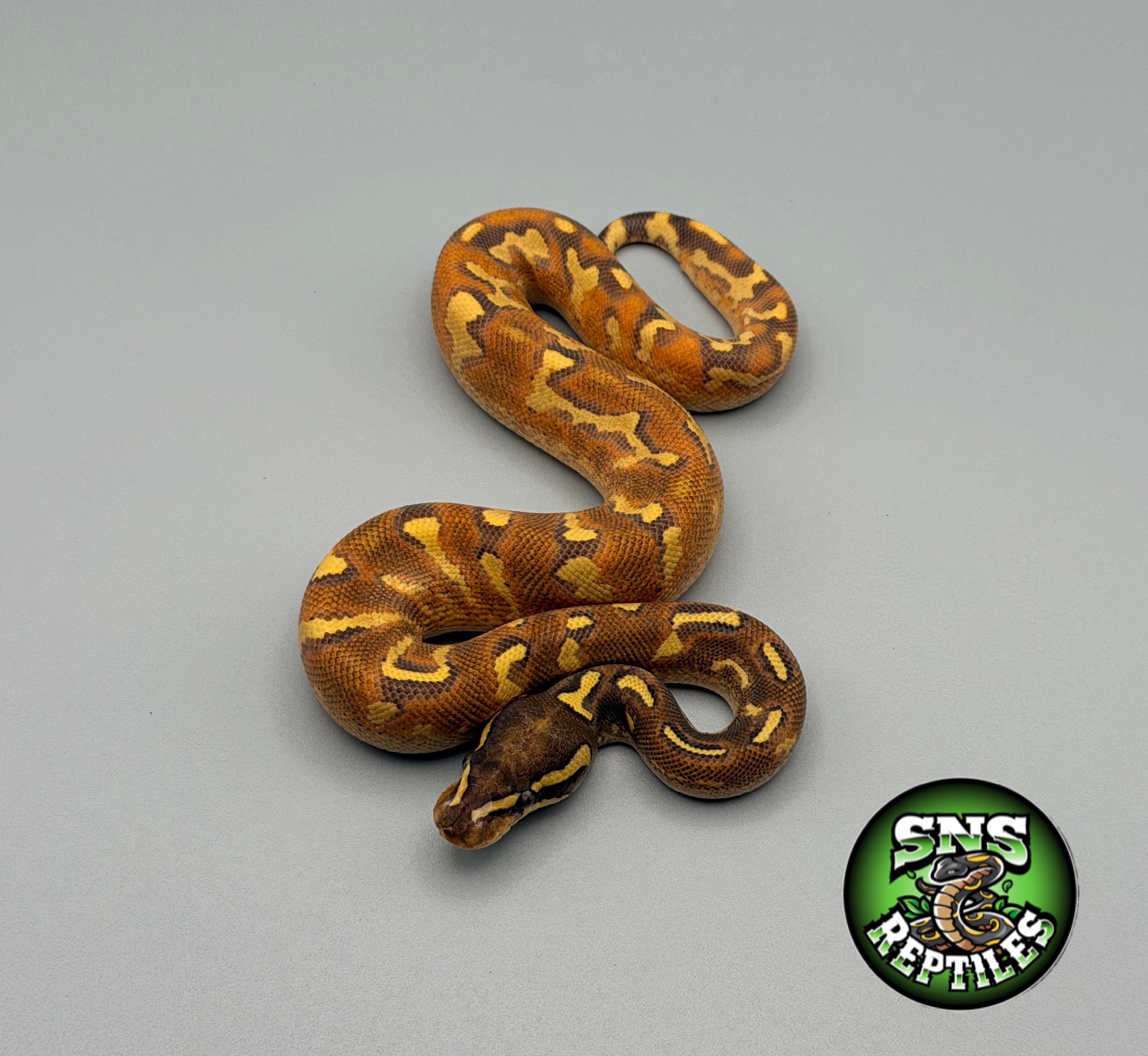 @SNS Reptiles