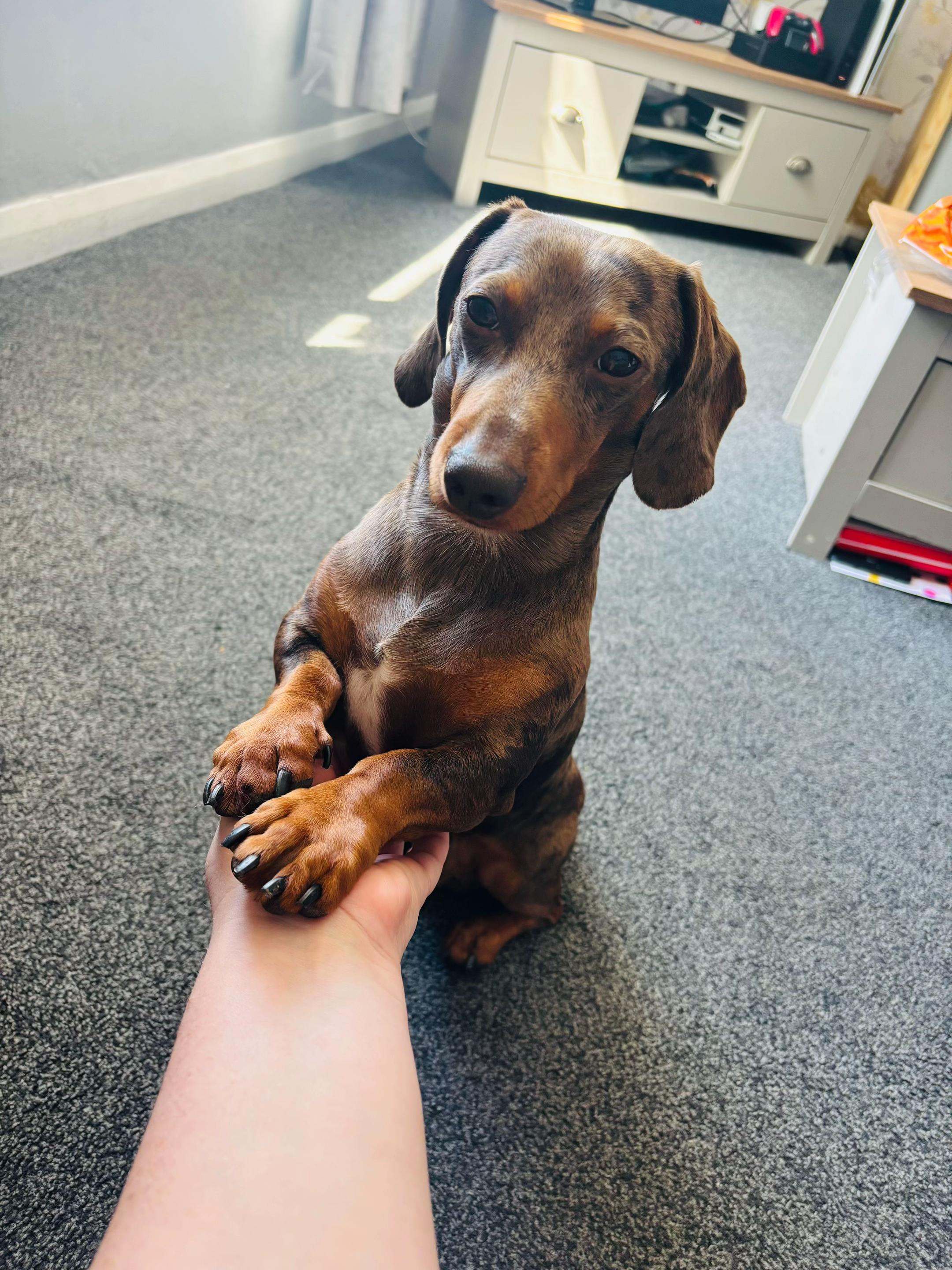 @marleythesausagedog