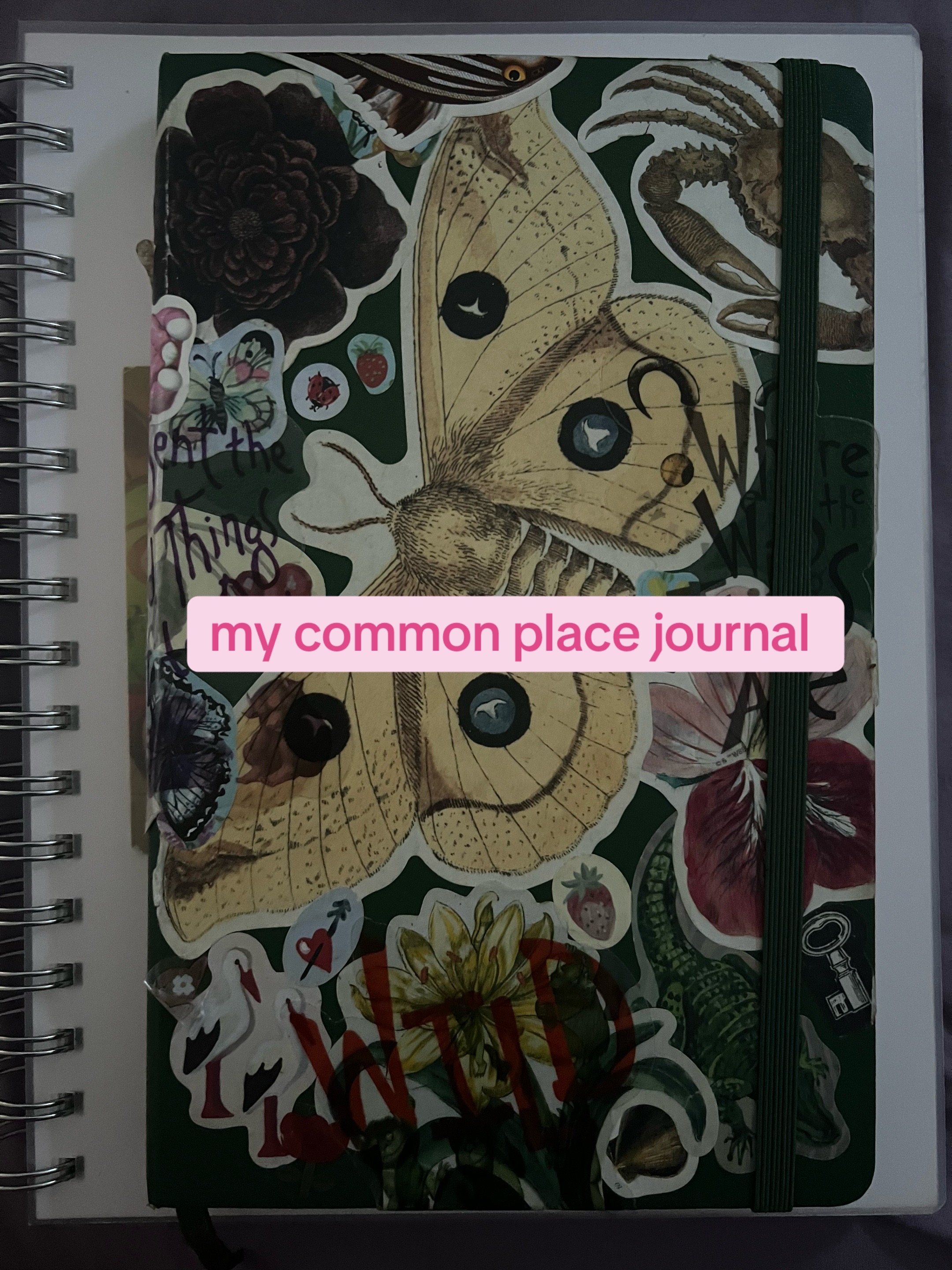 @Dylan | Writer | CC 📚🦋