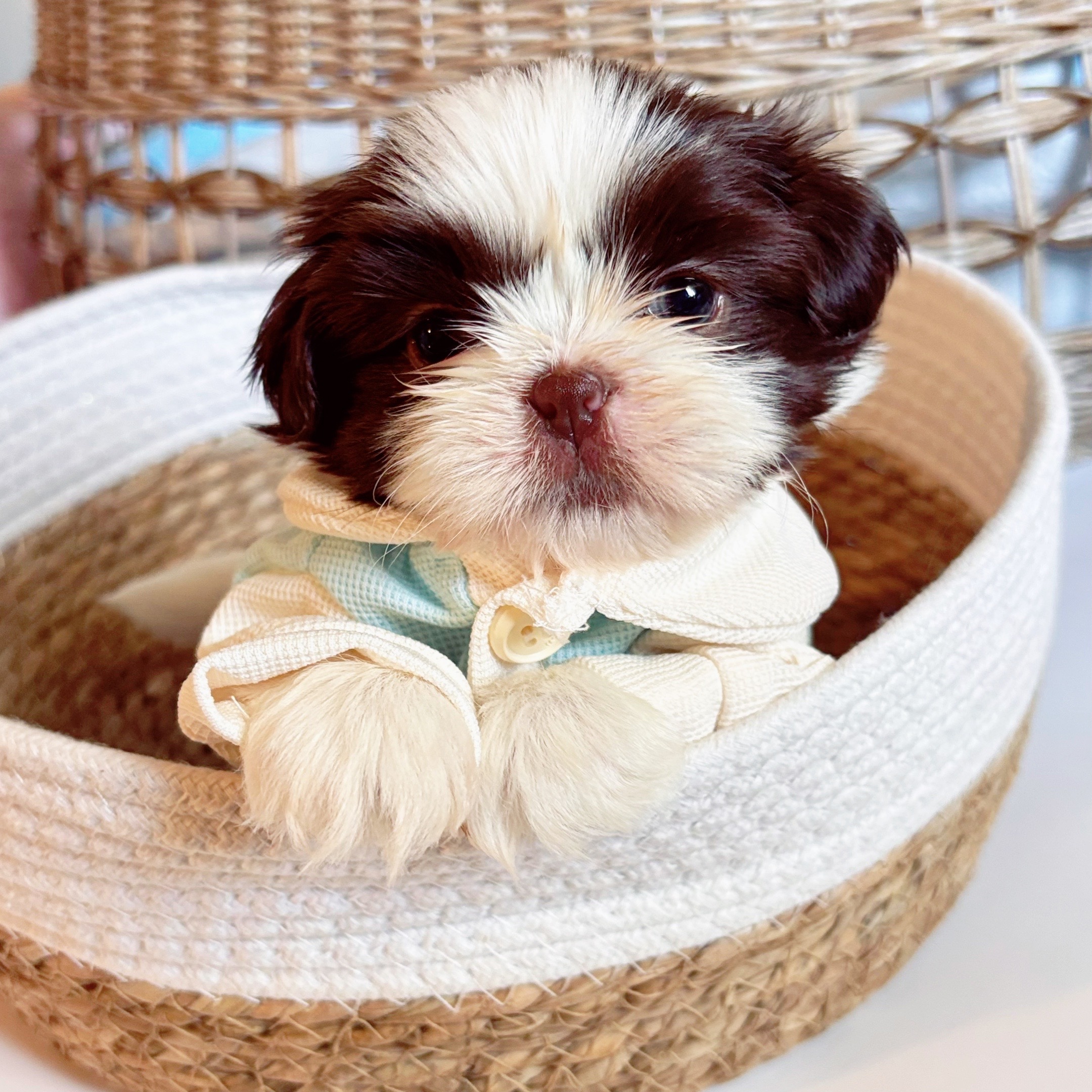 @SHIHTZU SOIRÉE