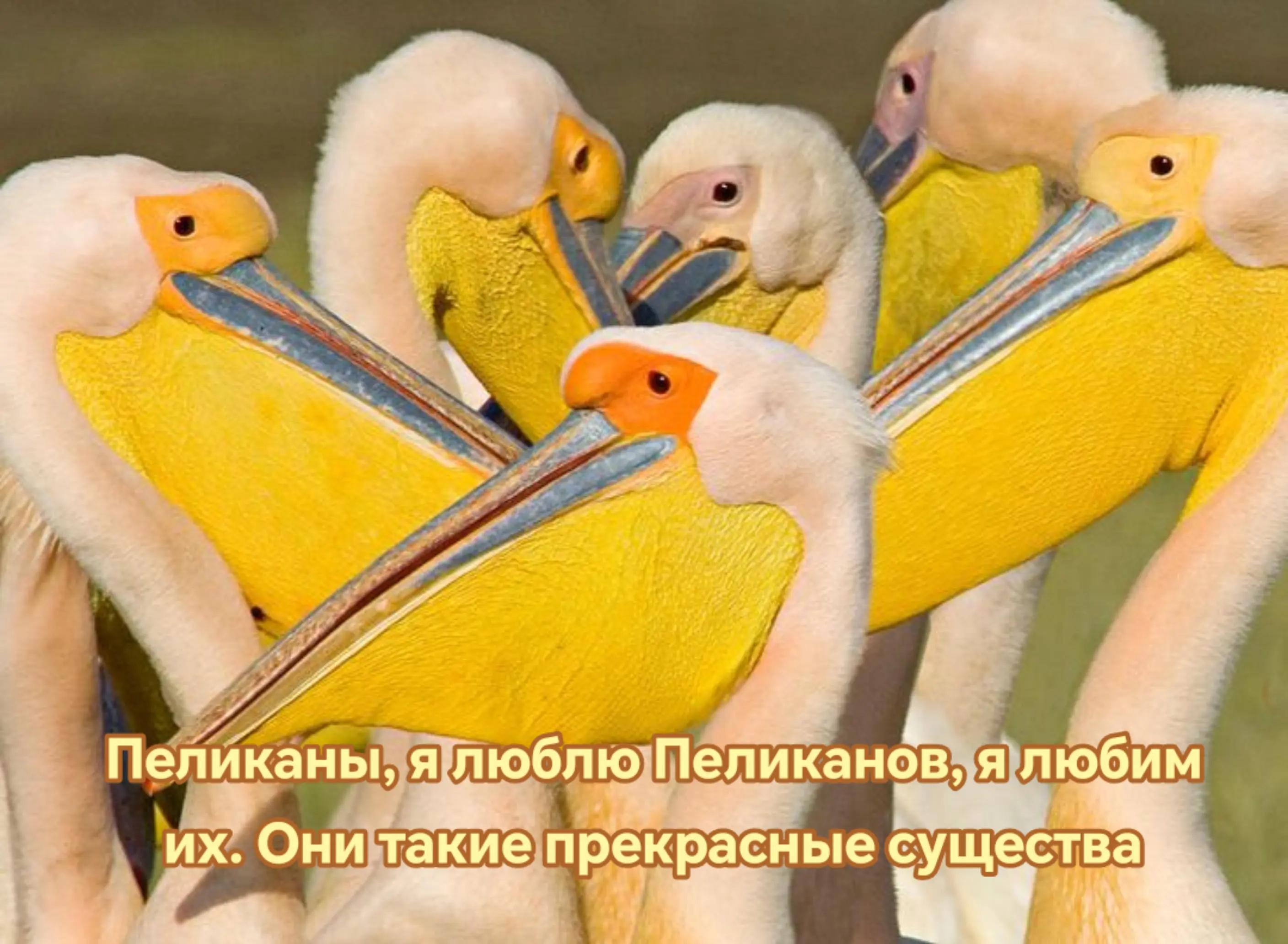 @♾️Чапис🪱 [🍋☎️🪲]