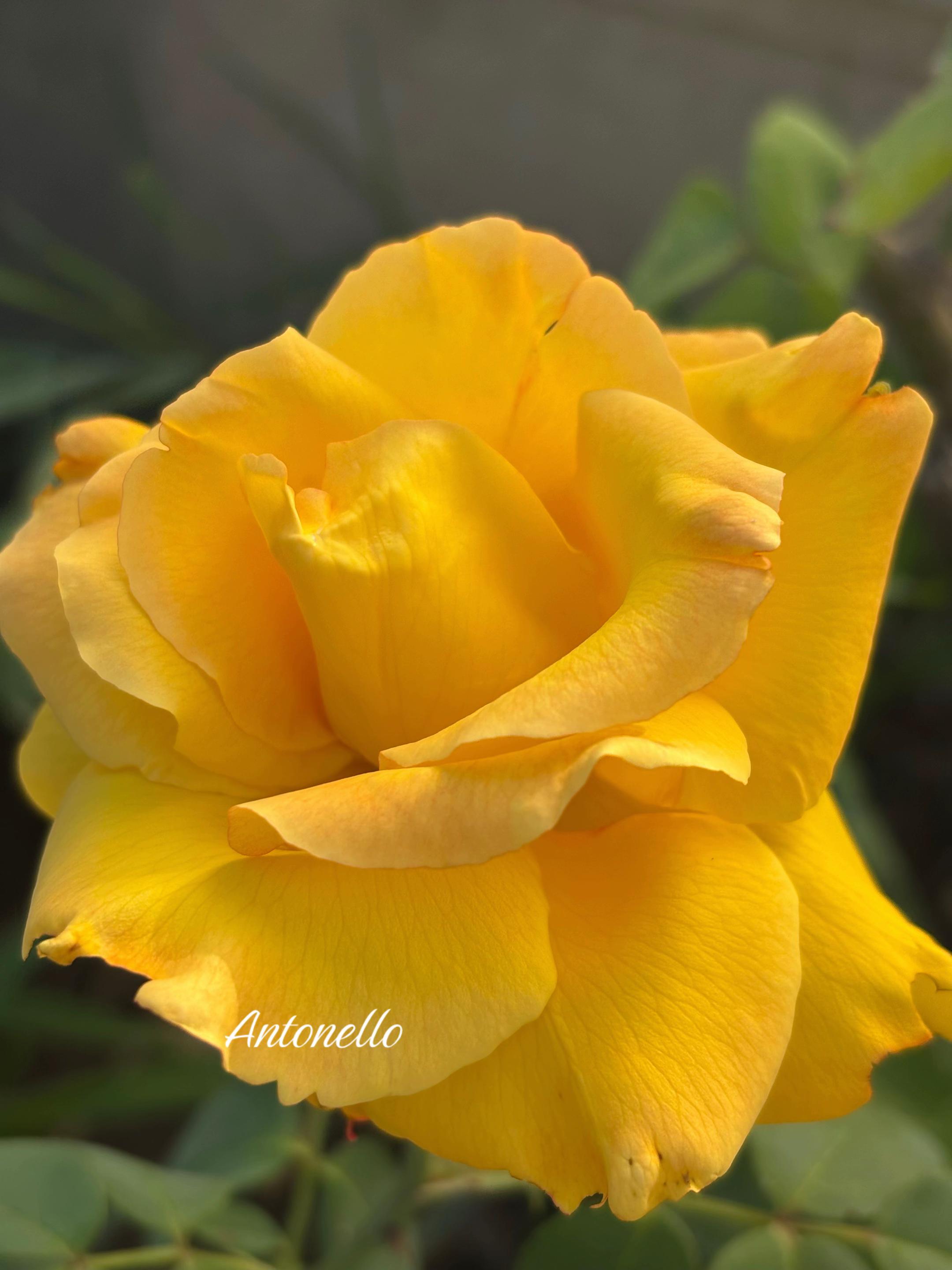 @leone60