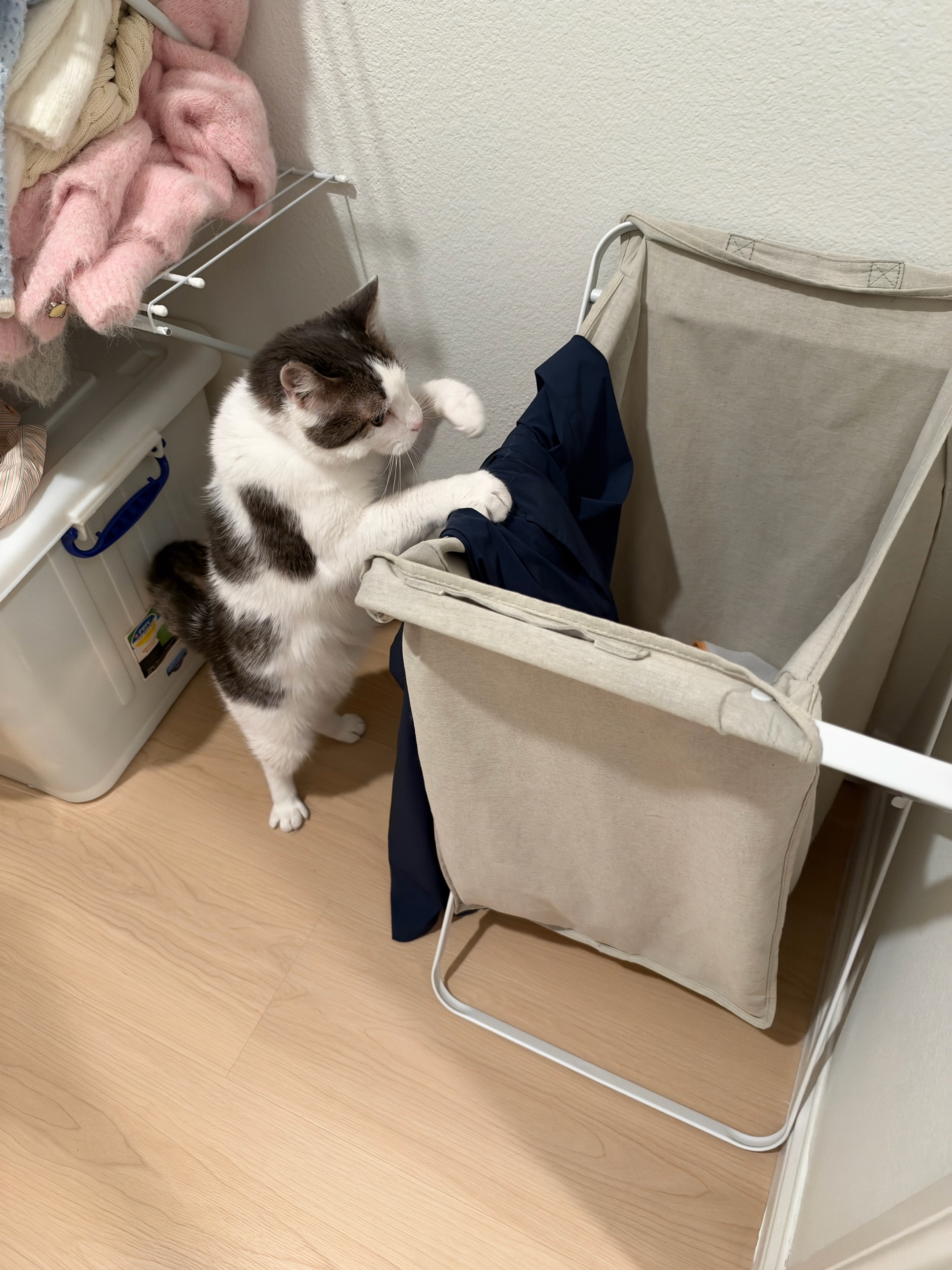 @Mimi Wawa Meow