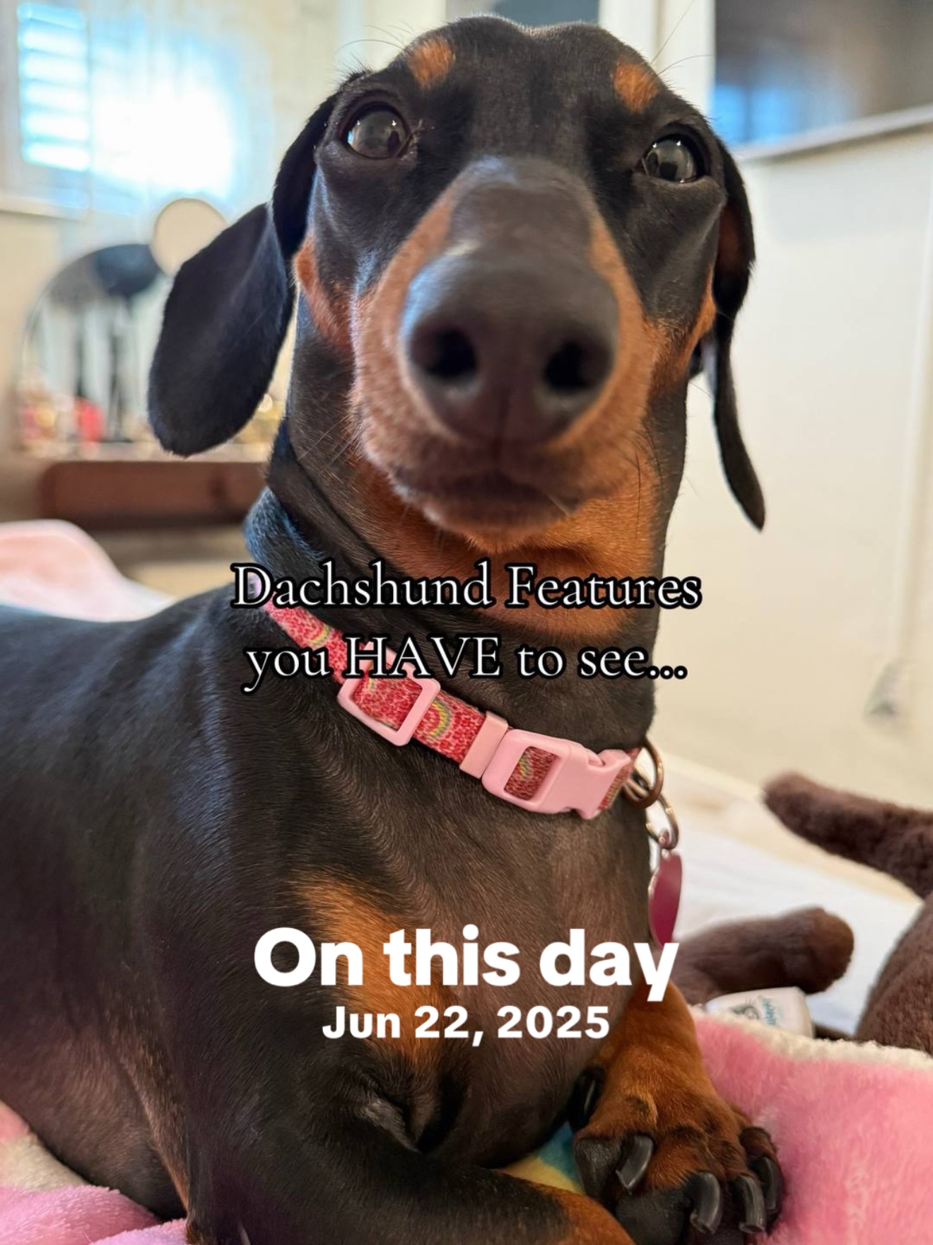 @Penny the Dachshund
