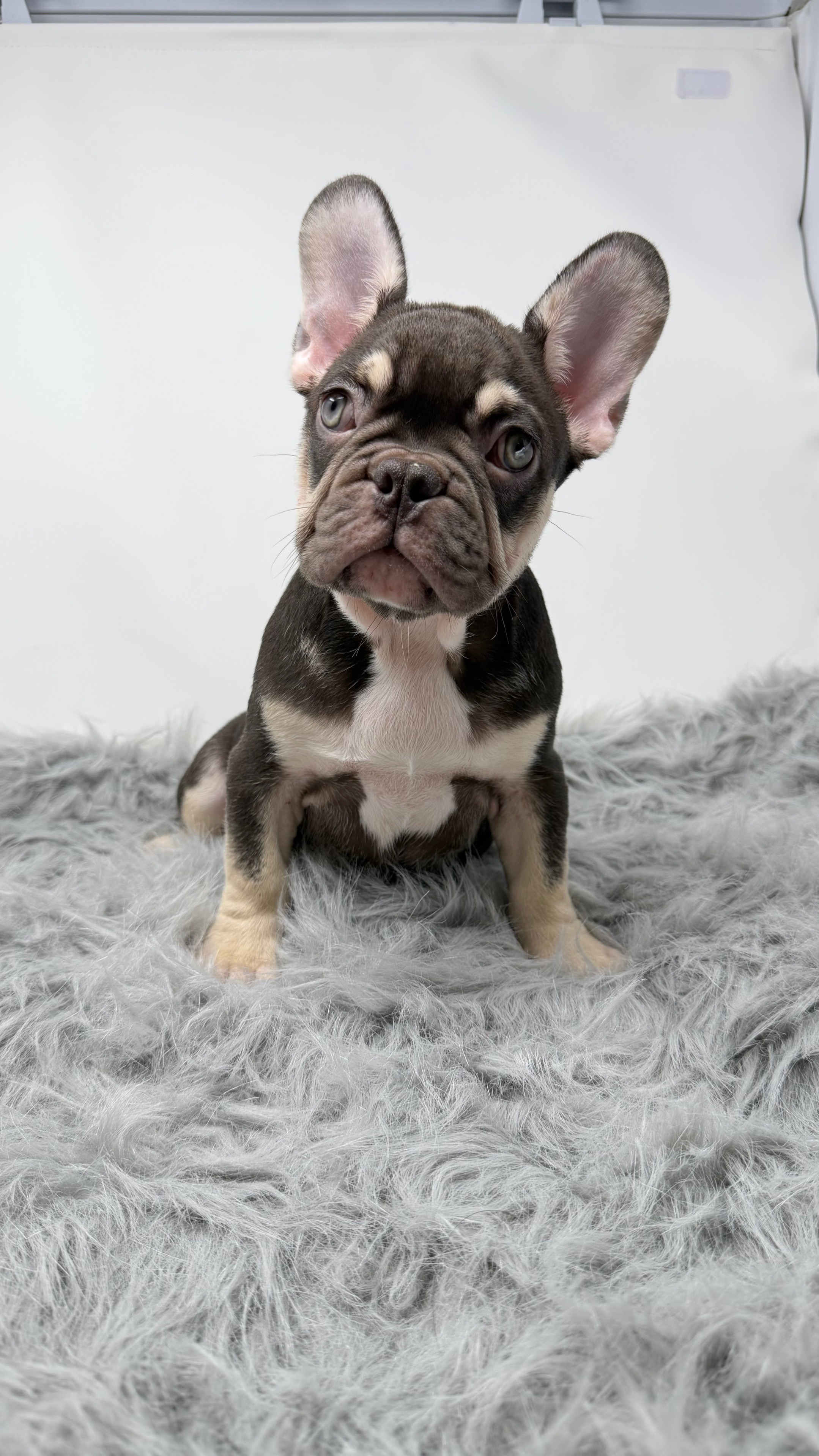 @Flatfacebullyz