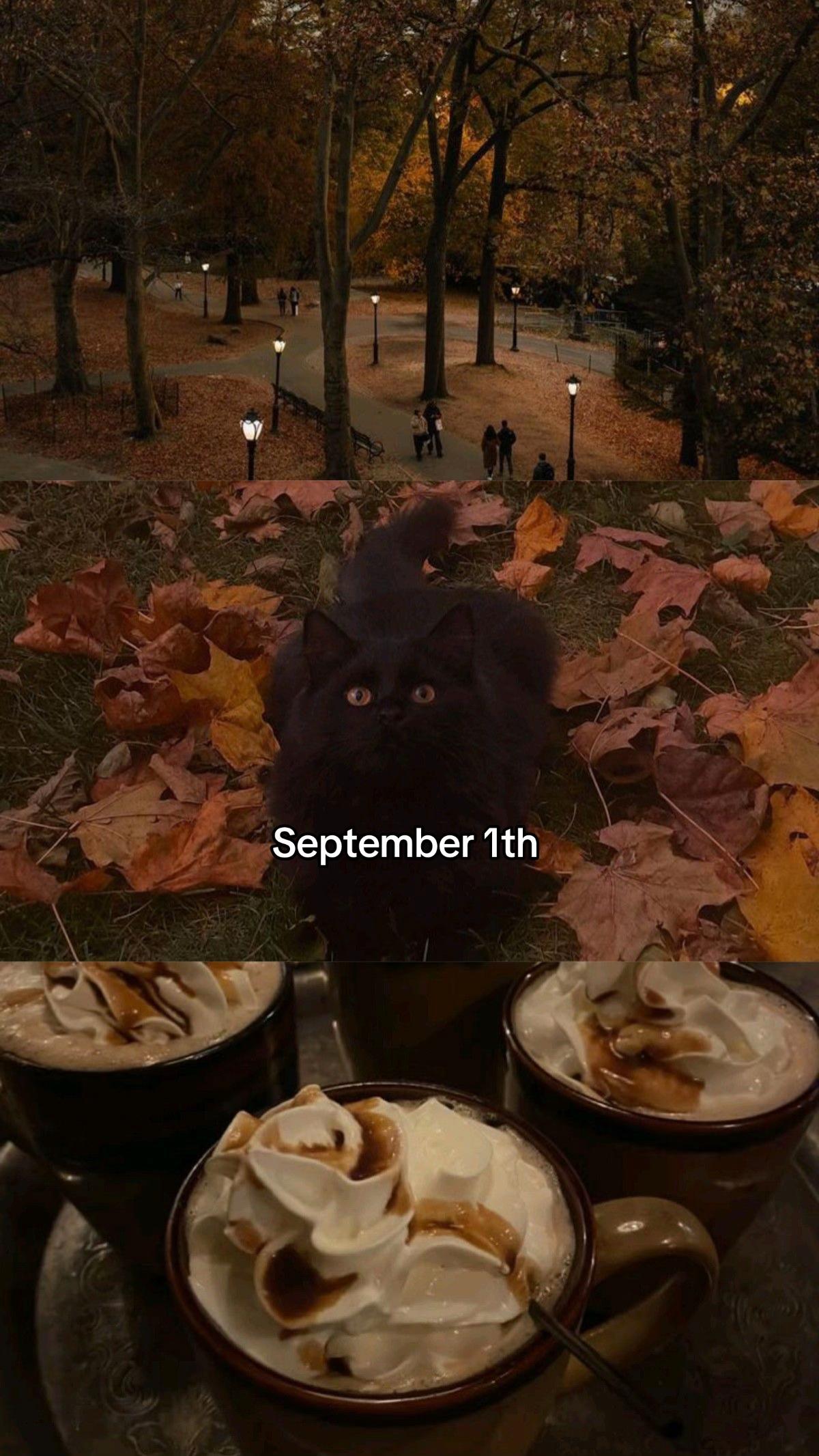 @🤎